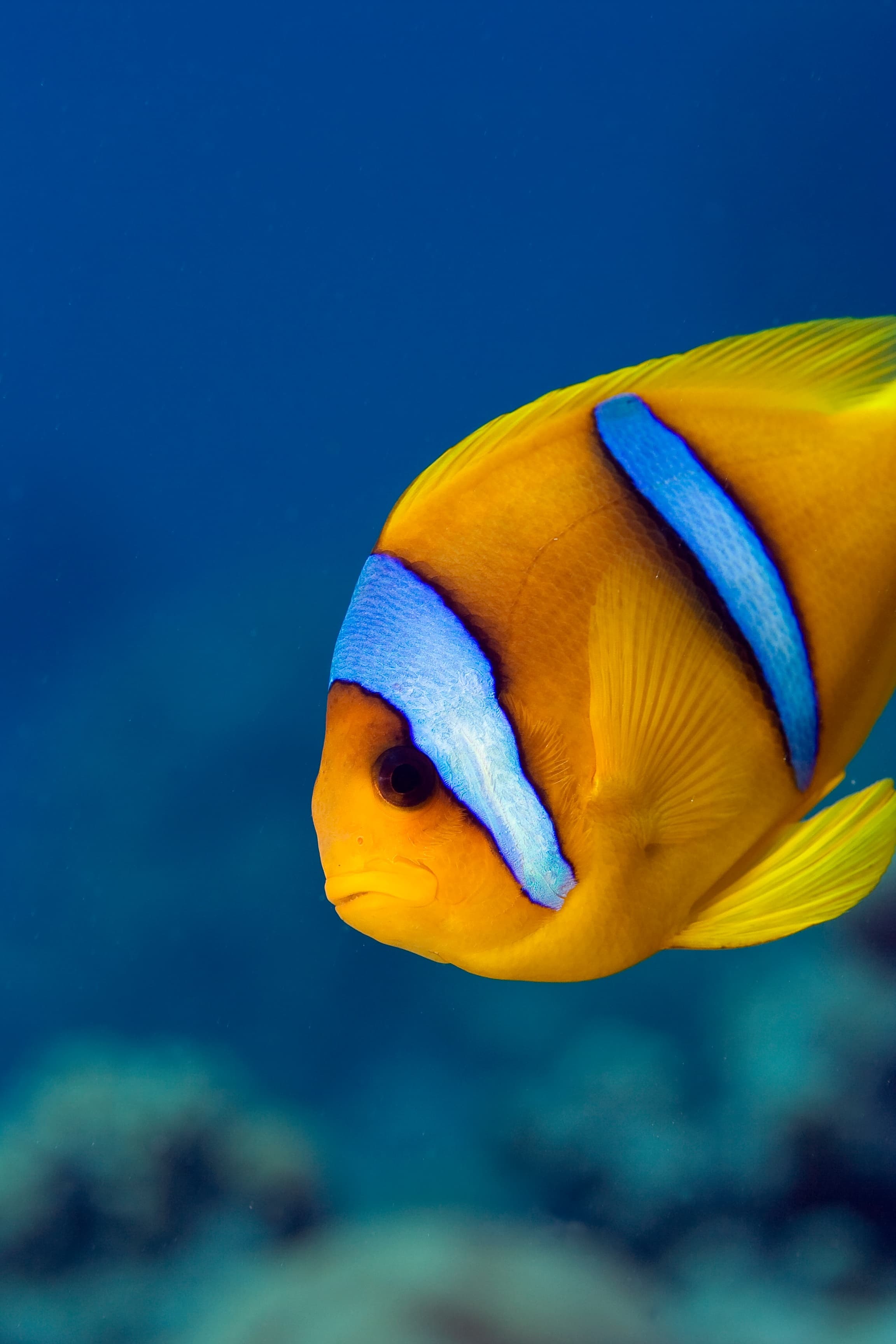 Red Sea Clownfish