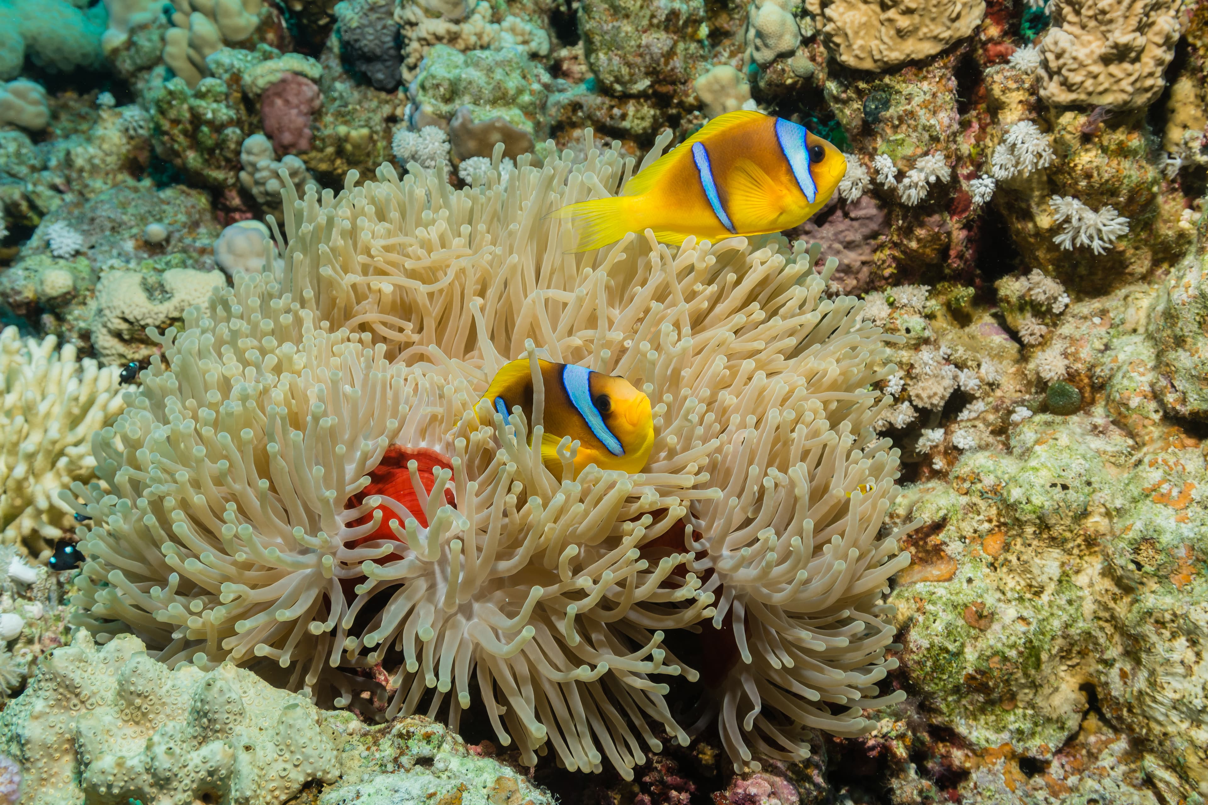 Red Sea Clownfish (Amphiprion bicinctus) in sea anemone