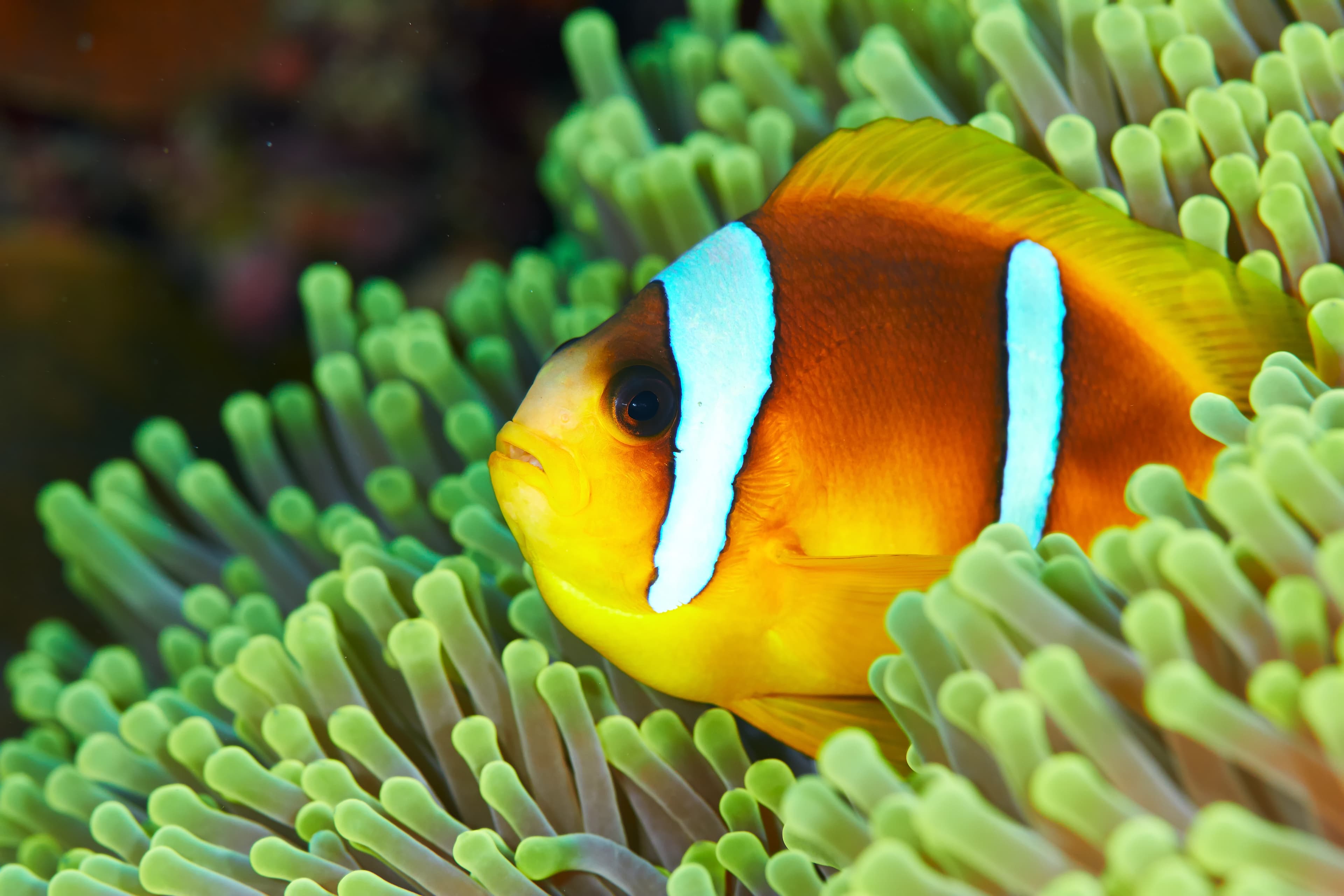 Two-banded Clownfish (Amphiprion bicinctus) in the Red Sea, Egypt