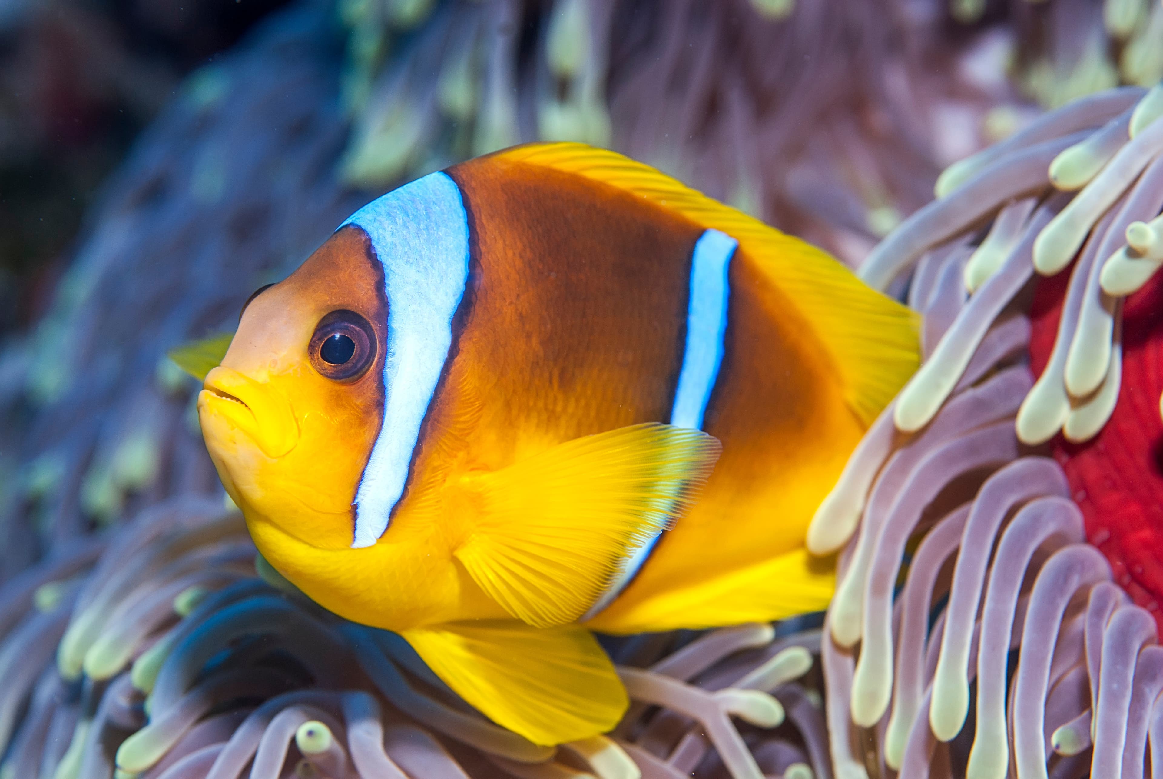 Portrait  of a Two-banded Clownfish (Amphiprion bicinctus)