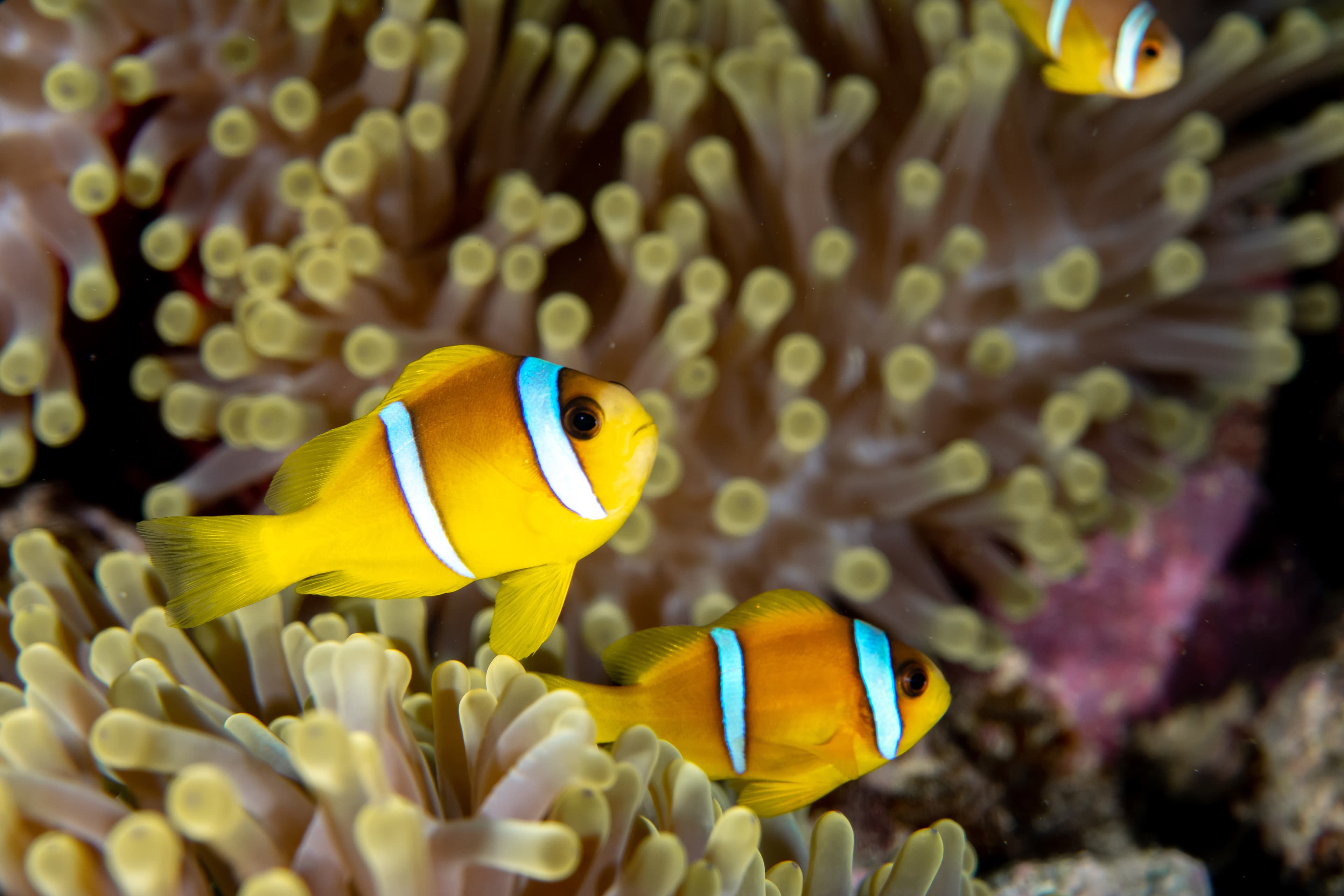 Red Sea Clownfish (Amphiprion bicinctus)