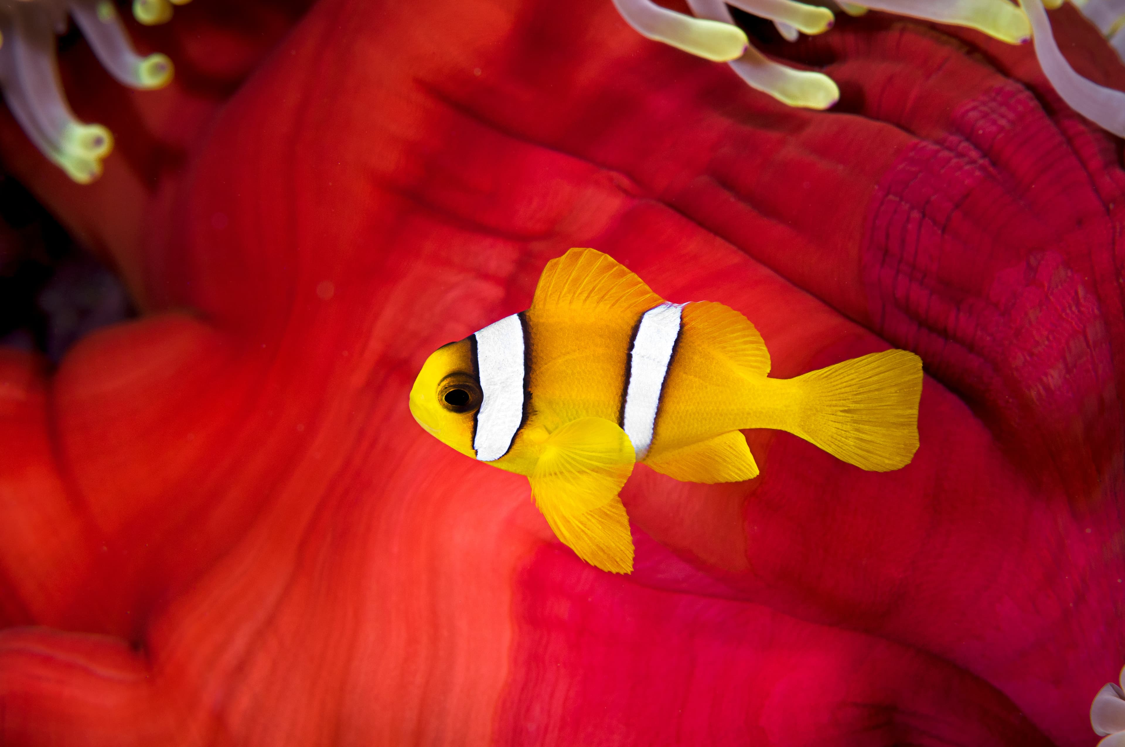 Two-banded Clownfish (Amphiprion bicinctus)