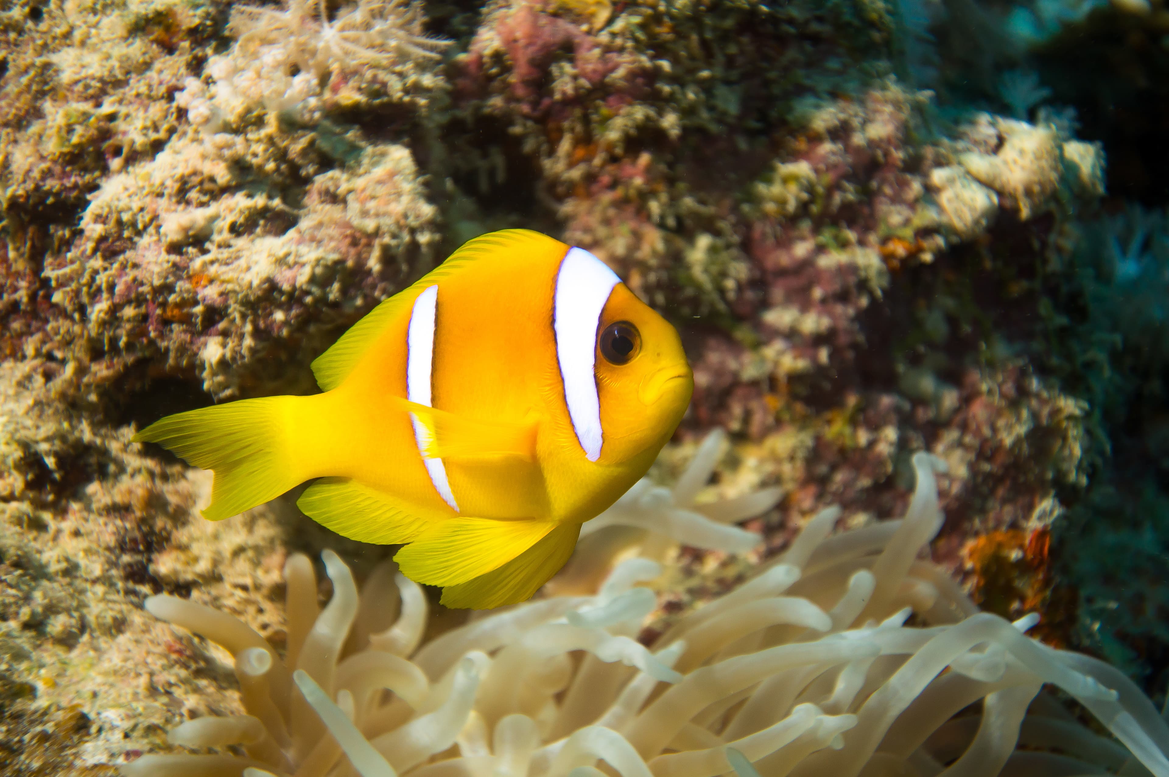 Red Sea Clownfish