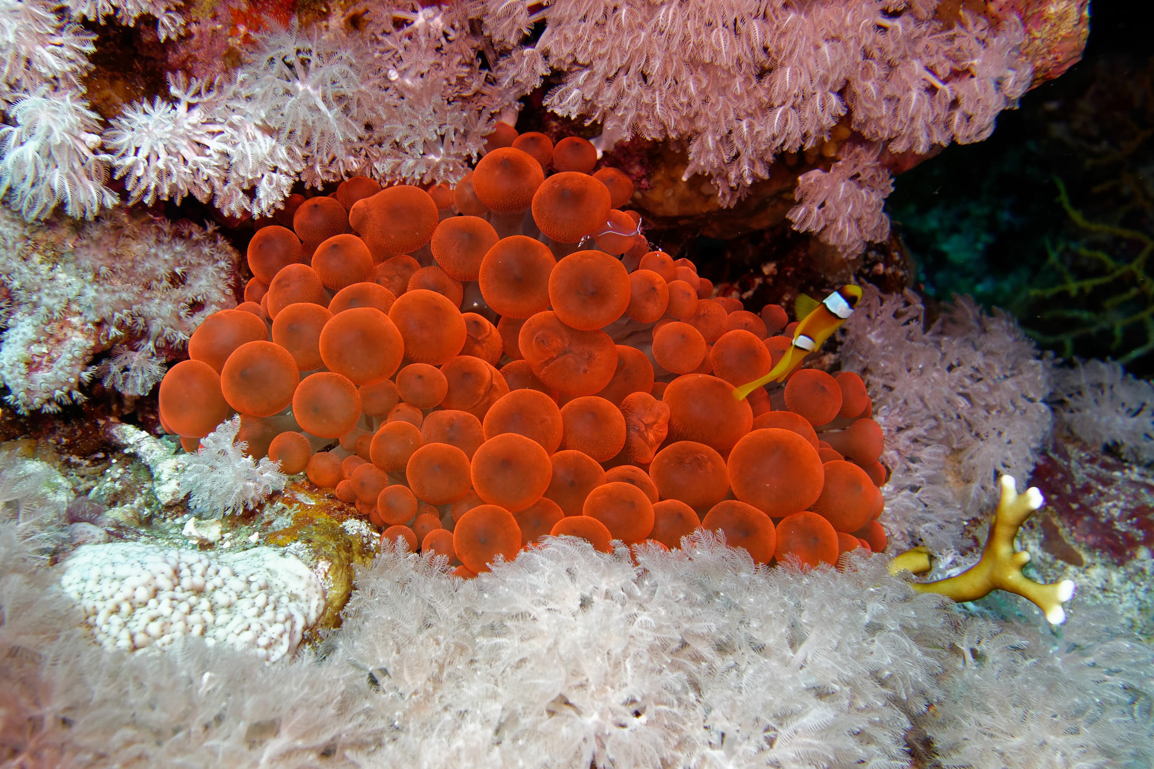 Red Bubble Tip Anemone (Entacmaea quadricolor) and clownfish in Red Sea