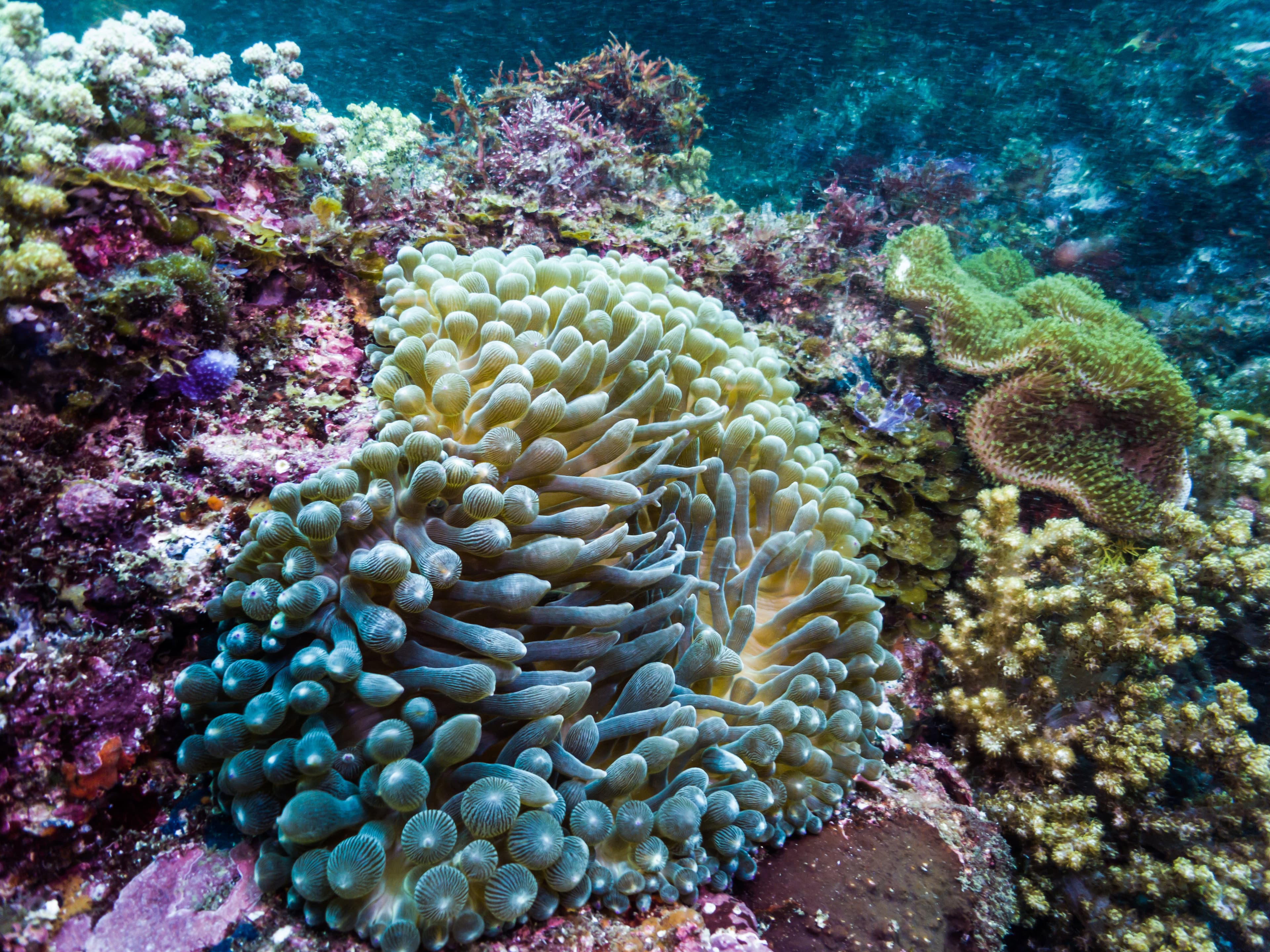 Bubble Tip Anemone (Entacmaea quadricolor), Owase, Japan