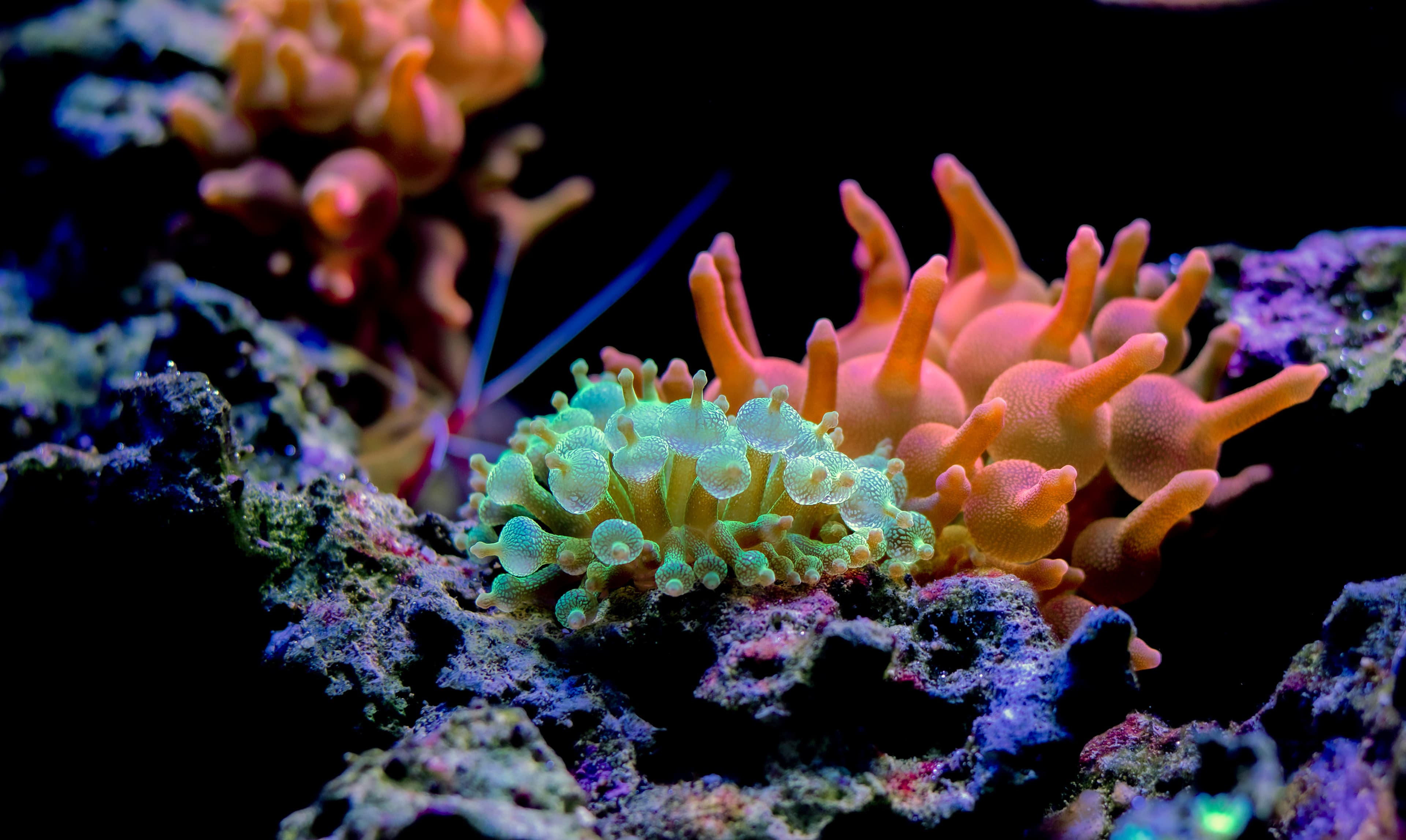 Green Bubble Tip Anemone (Entacmaea quadricolor)