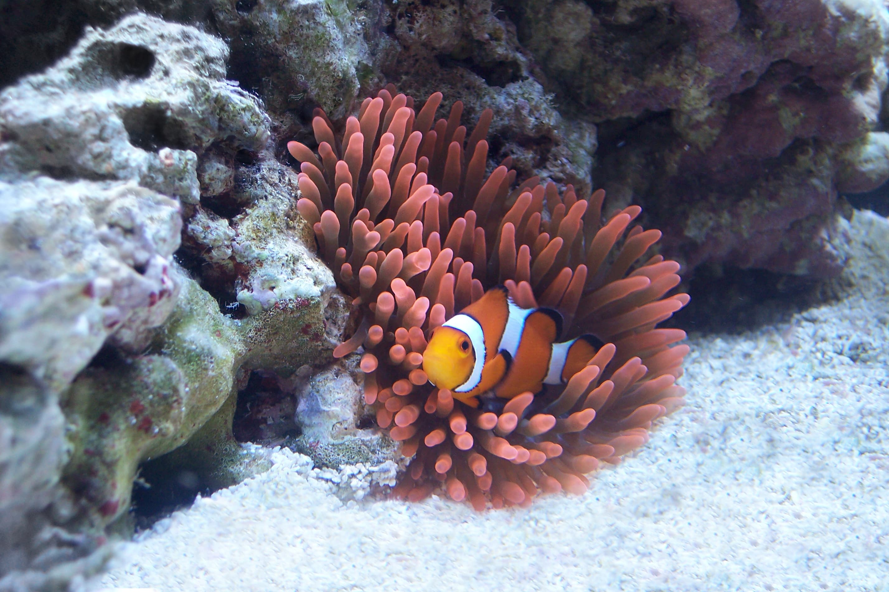 Ocellaris Clownfish in Bubble Tip Anemone (Entacmaea quadricolor)