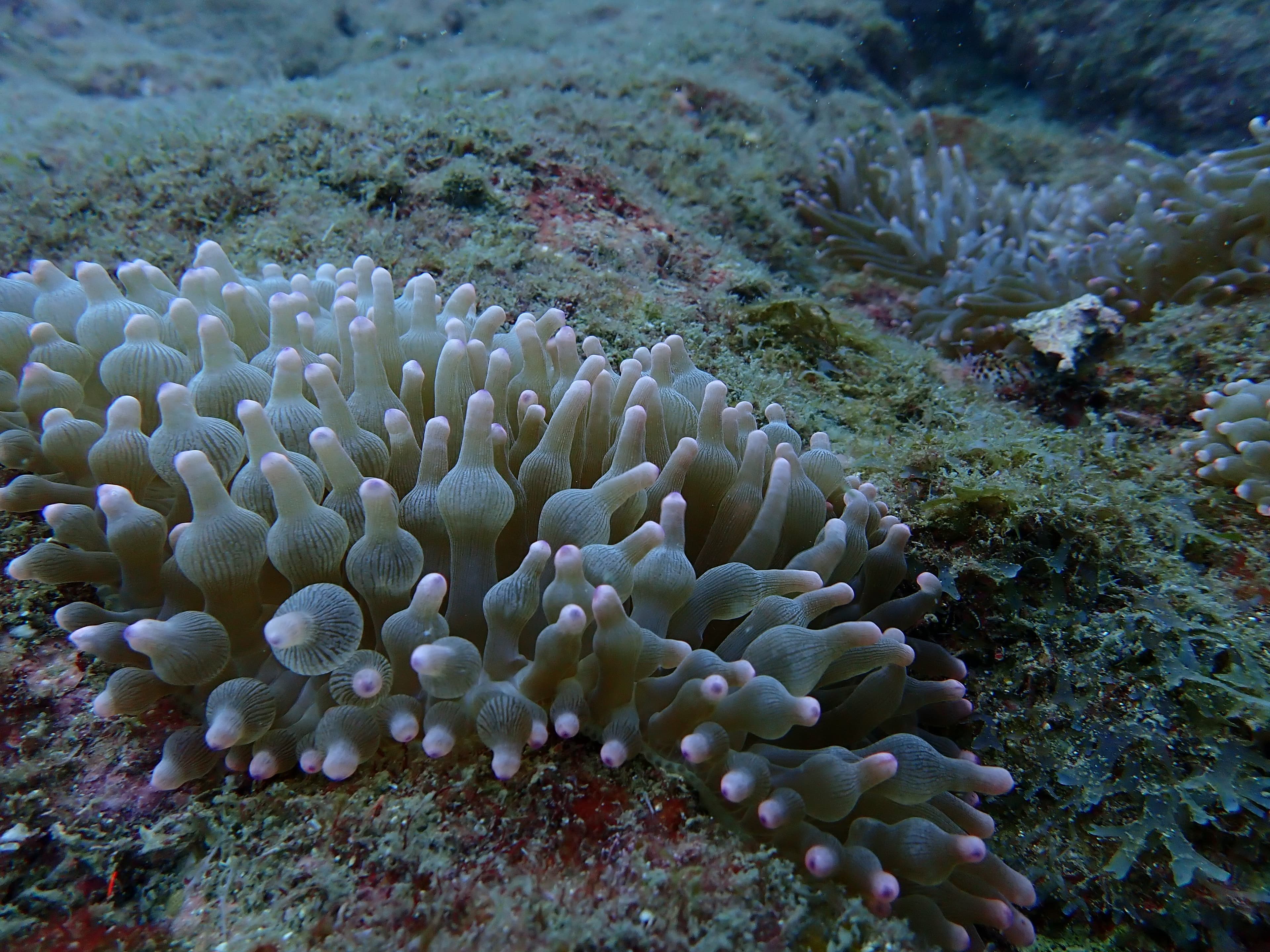 Bubble Tip Anemone (Entacmaea quadricolor)