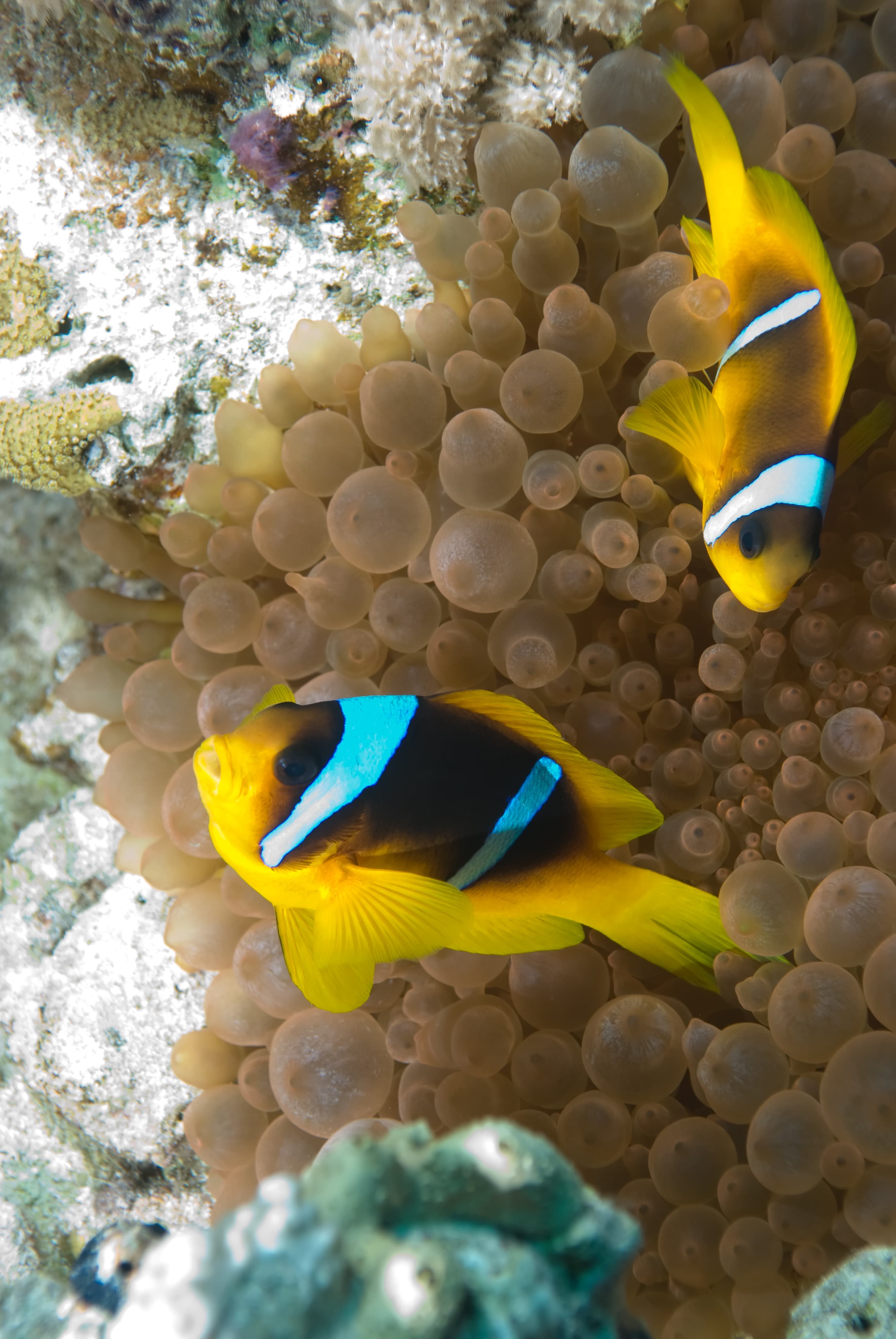 Red Sea Anemonefish (amphiprion bicinctus) in Bubble Tip Anemone (Entacmaea quadricolor)