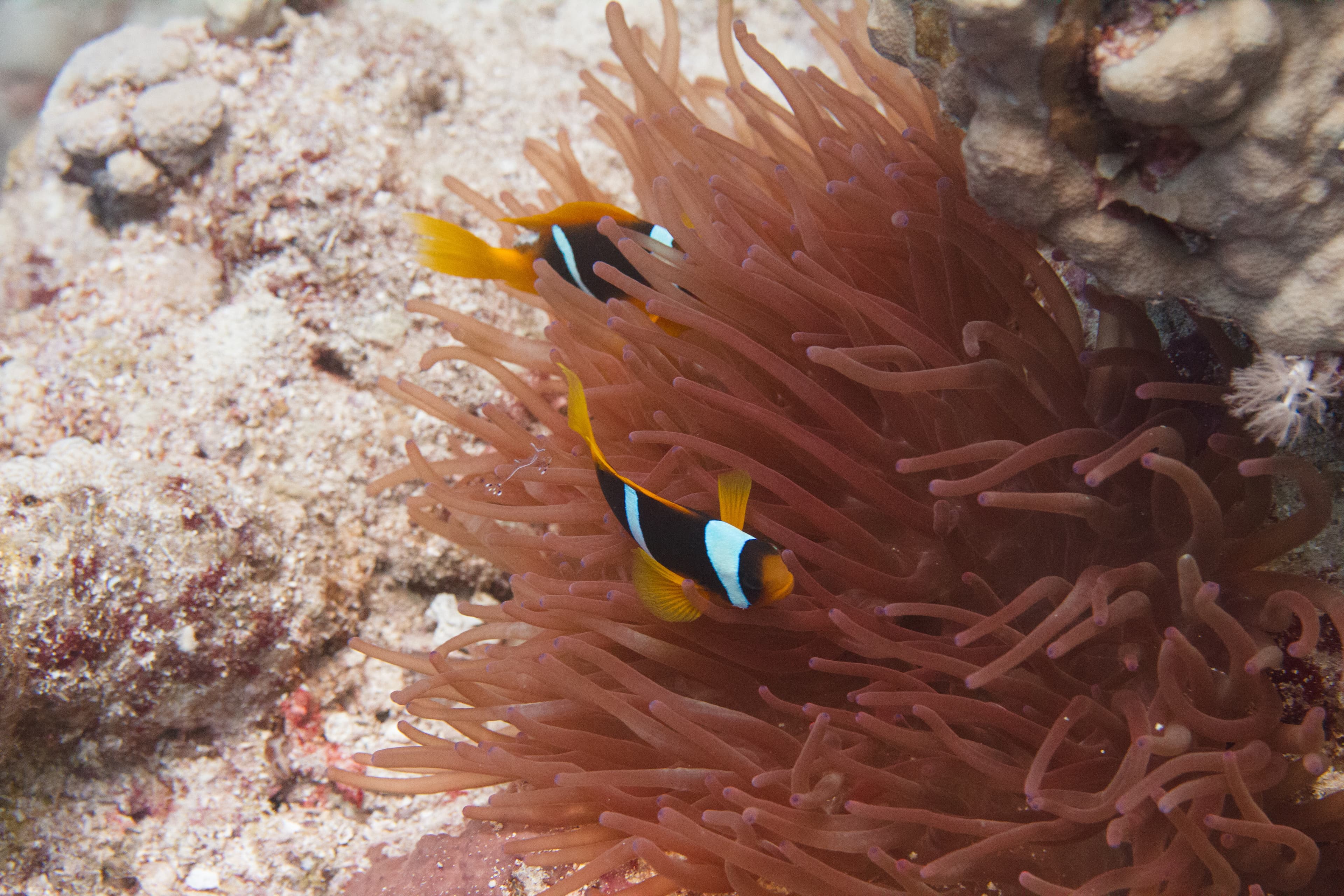 Red Sea Clownfish in Bubble Tip Anemone