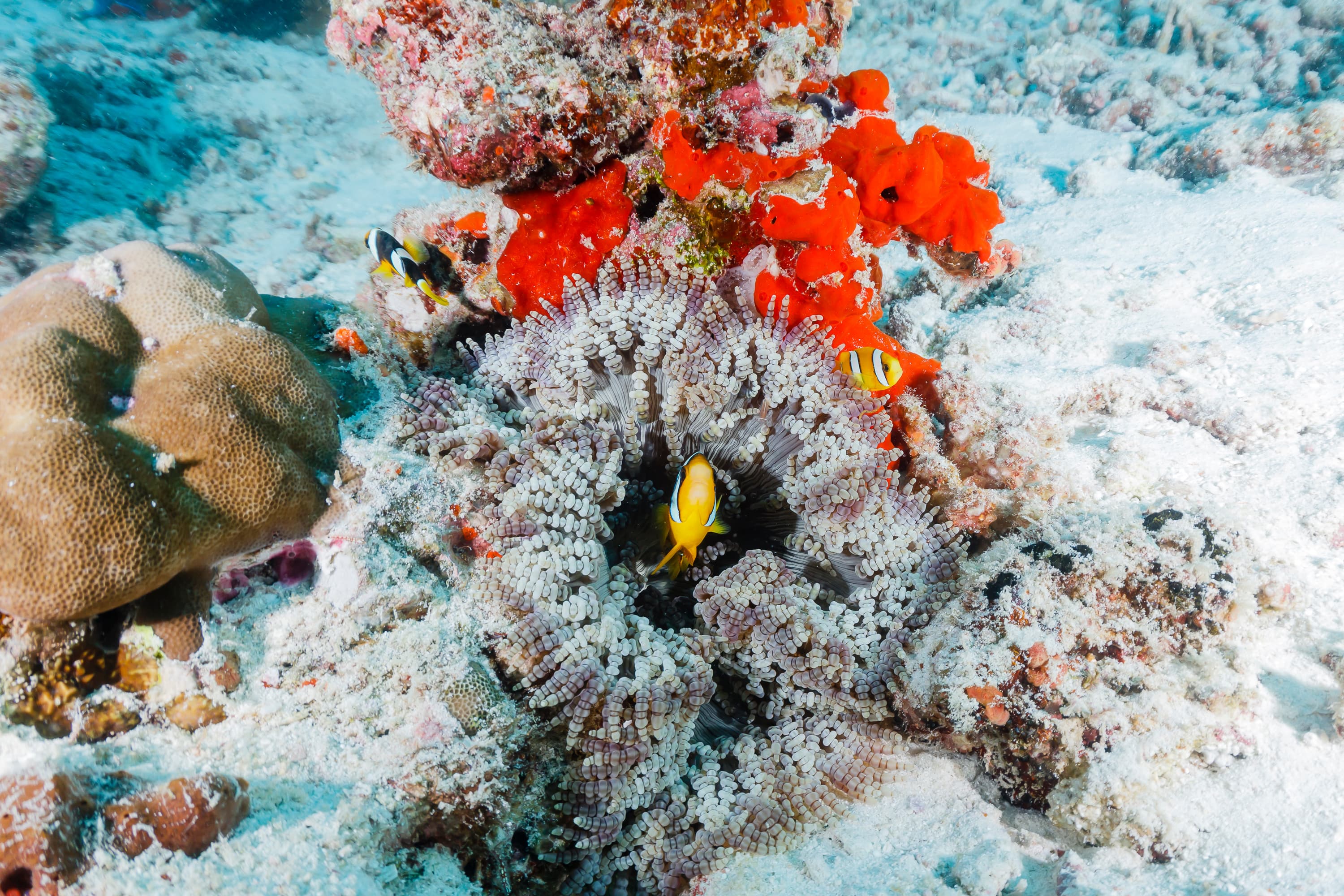 Chagos Clownfish (Amphiprion chagosensis)