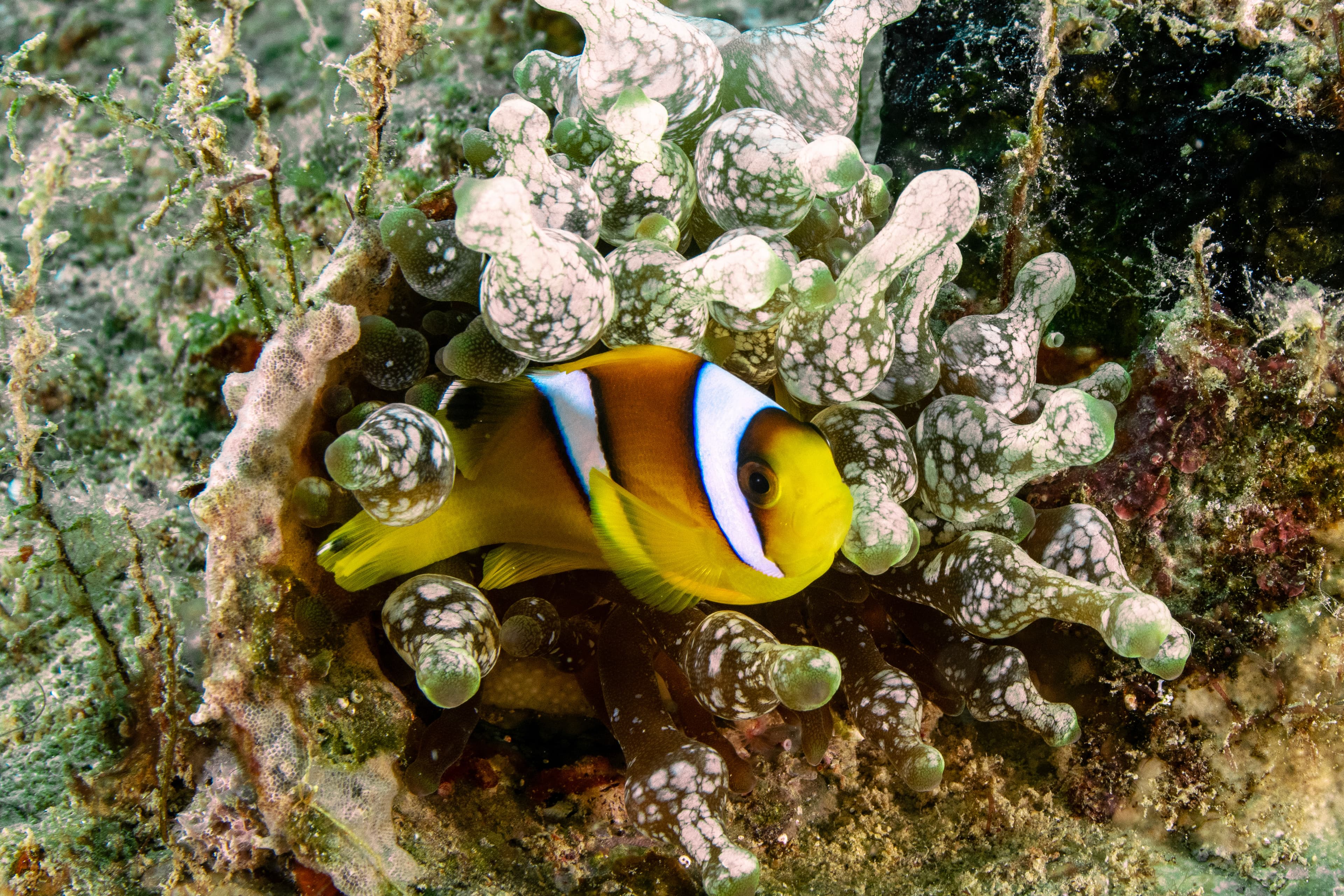 Chagos Clownfish in sea anemone