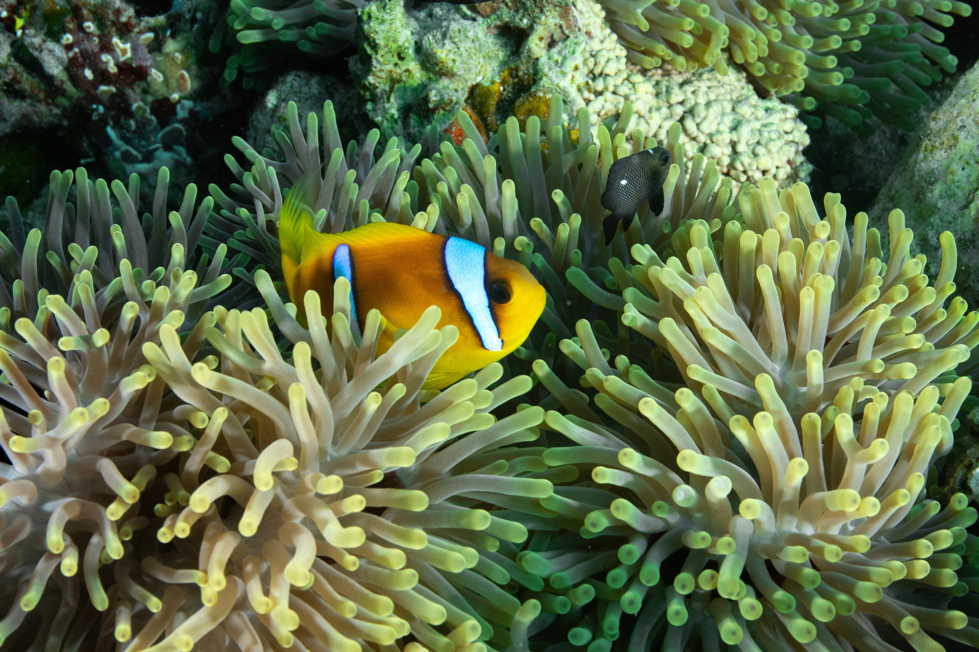 Chagos Clownfish in sea anemone