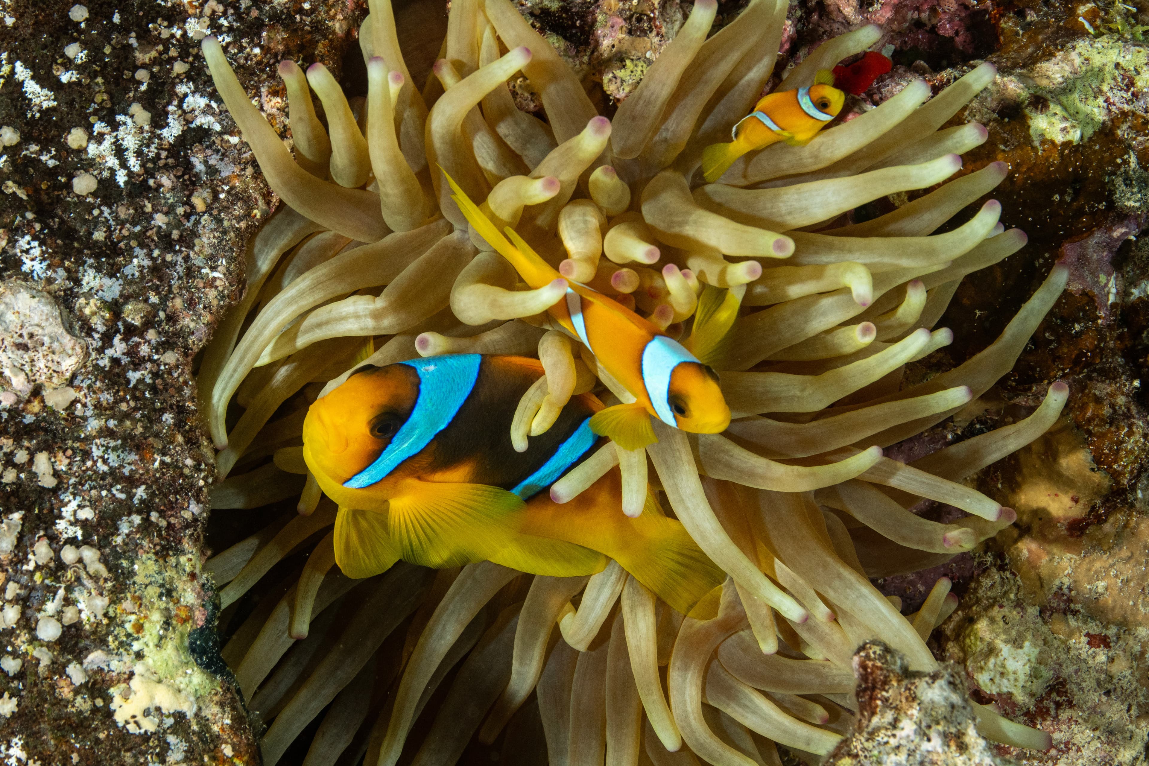 Chagos Clownfish in sea anemone