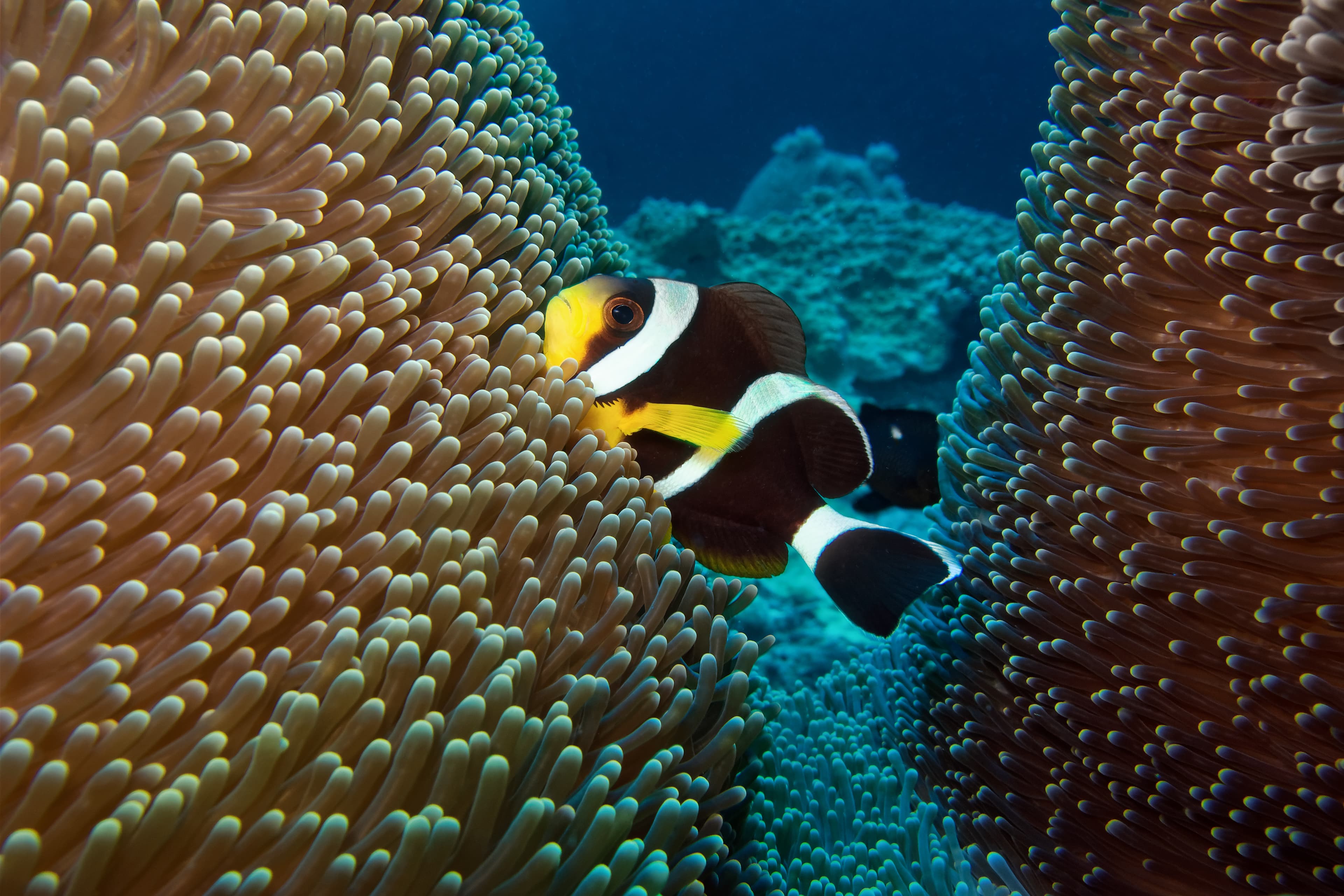 Mauritian Clownfish (Amphiprion chrysogaster)