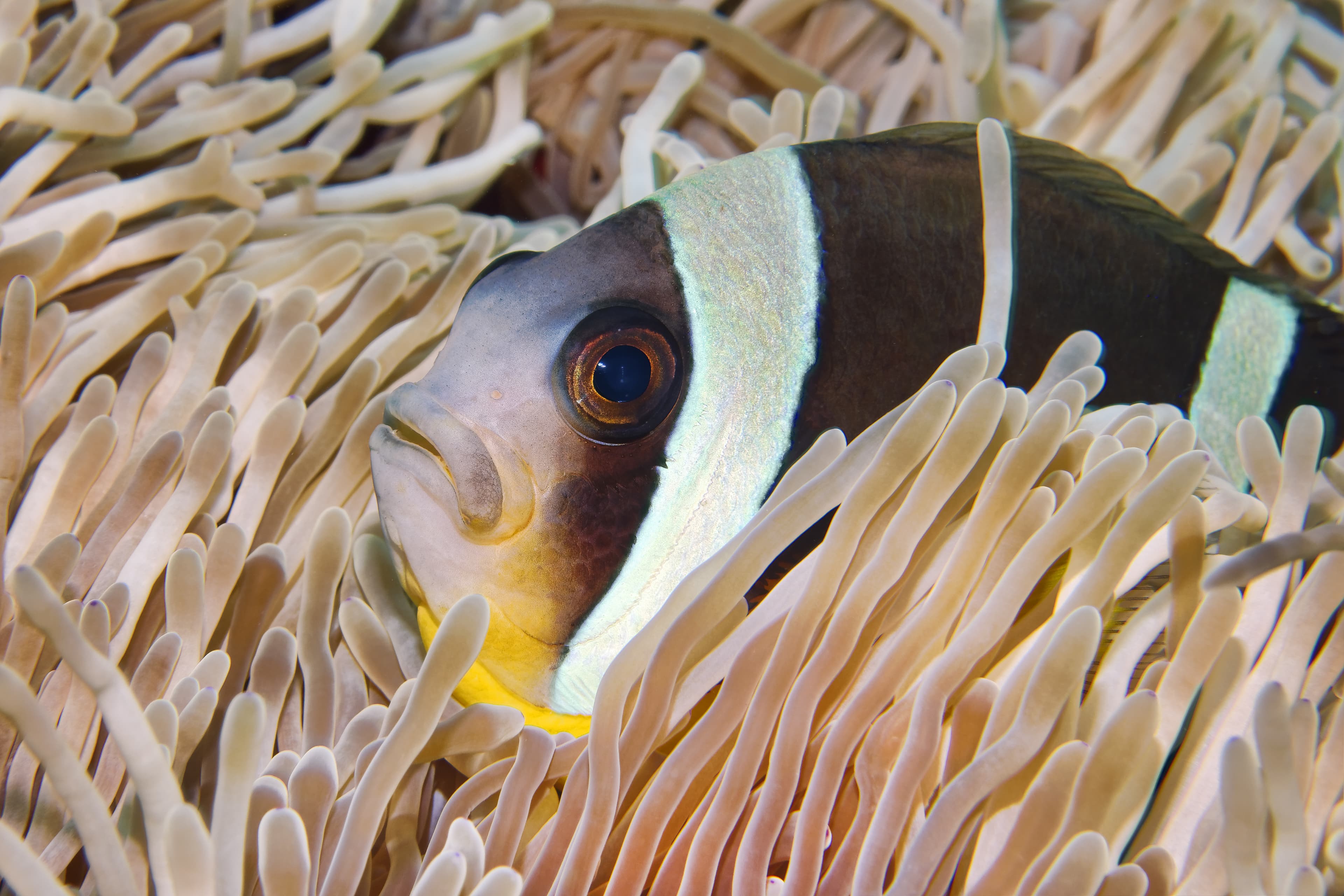 Mauritian Clownfish (Amphiprion chrysogaster) close up