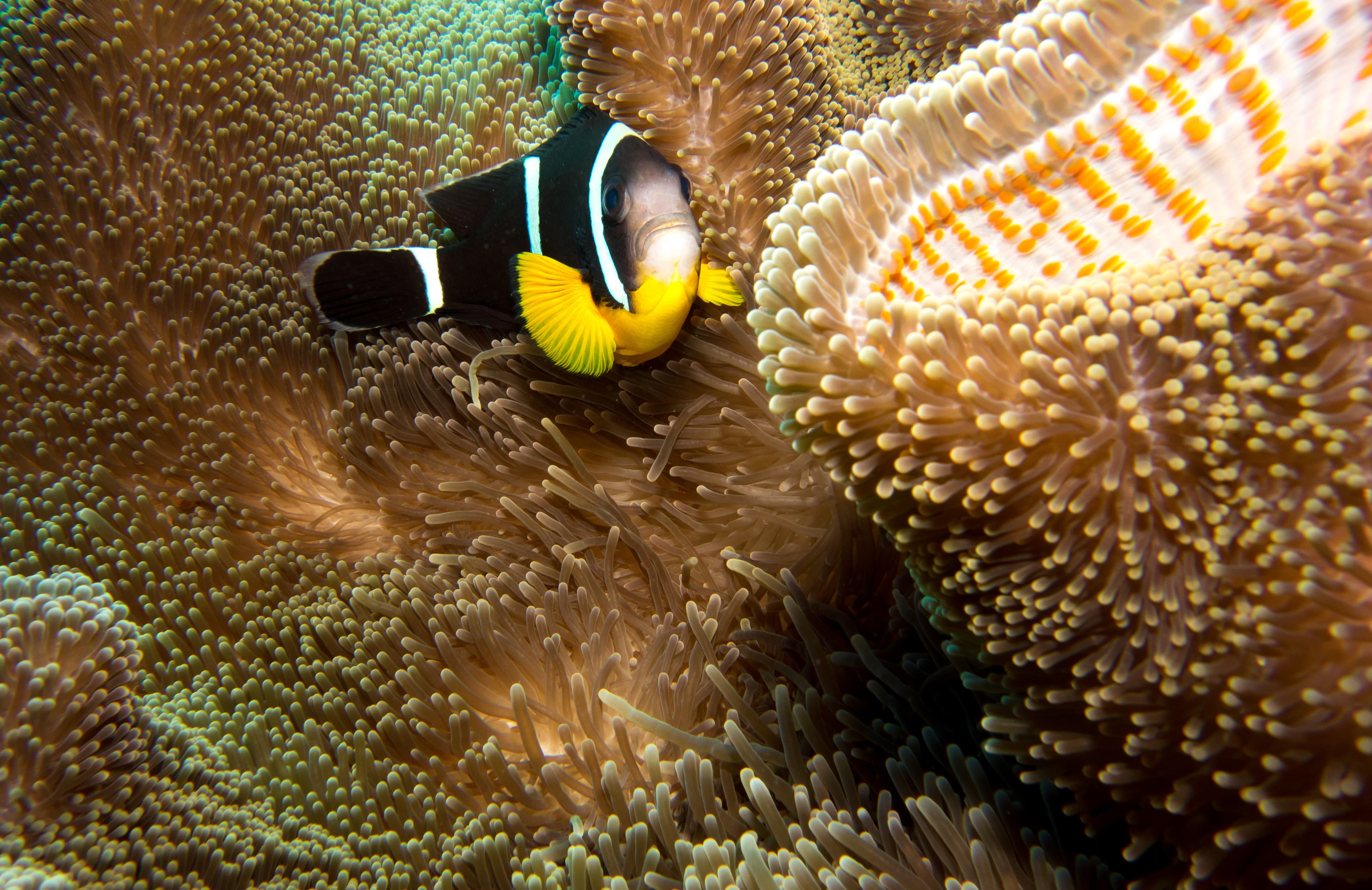 Mauritian Clownfish (Amphiprion chrysogaster) in sea anemone