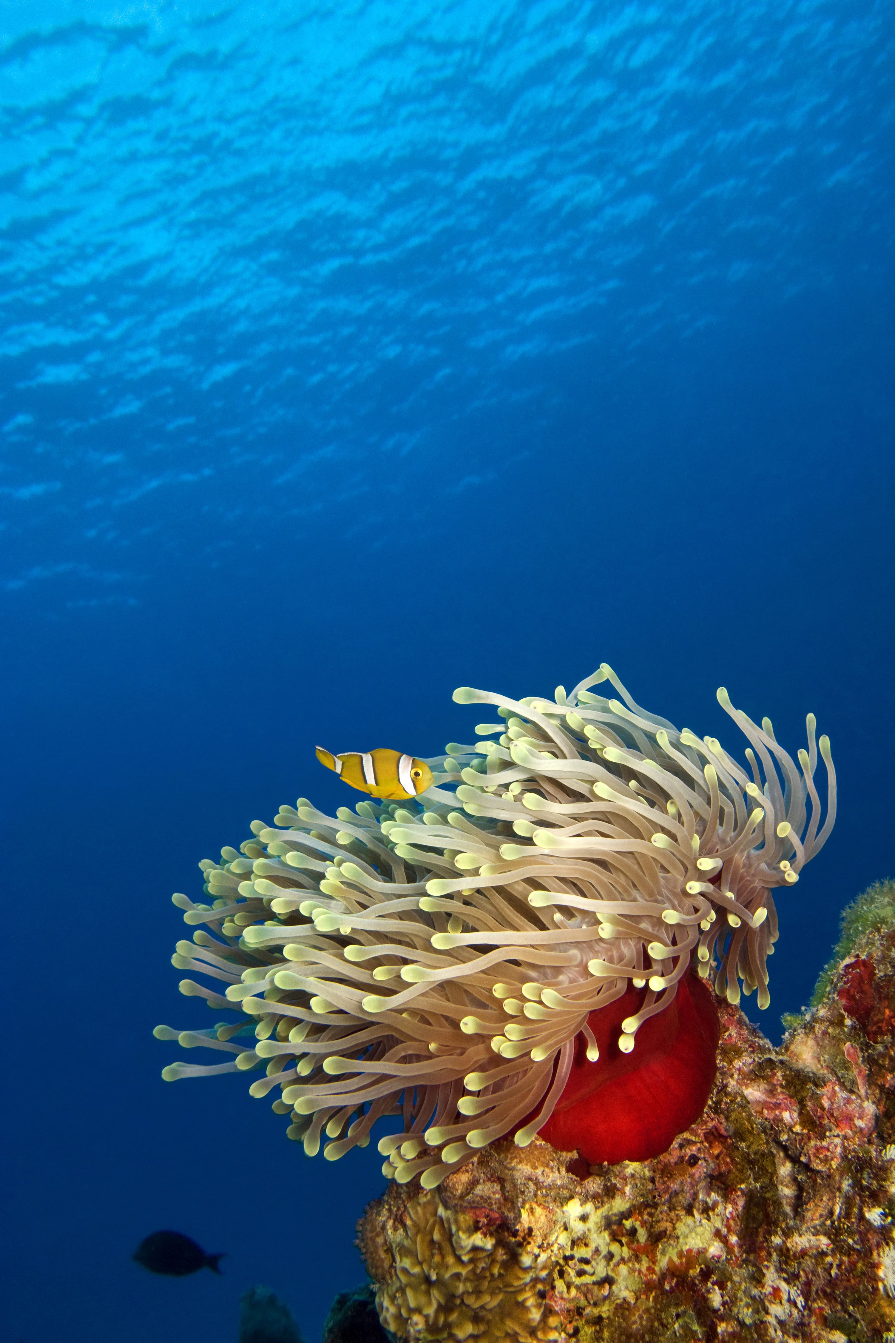 Magnificent Sea Anemone (Heteractis magnifica) with juvenile Mauritian Clownfish (Amphiprion chrysogaster)