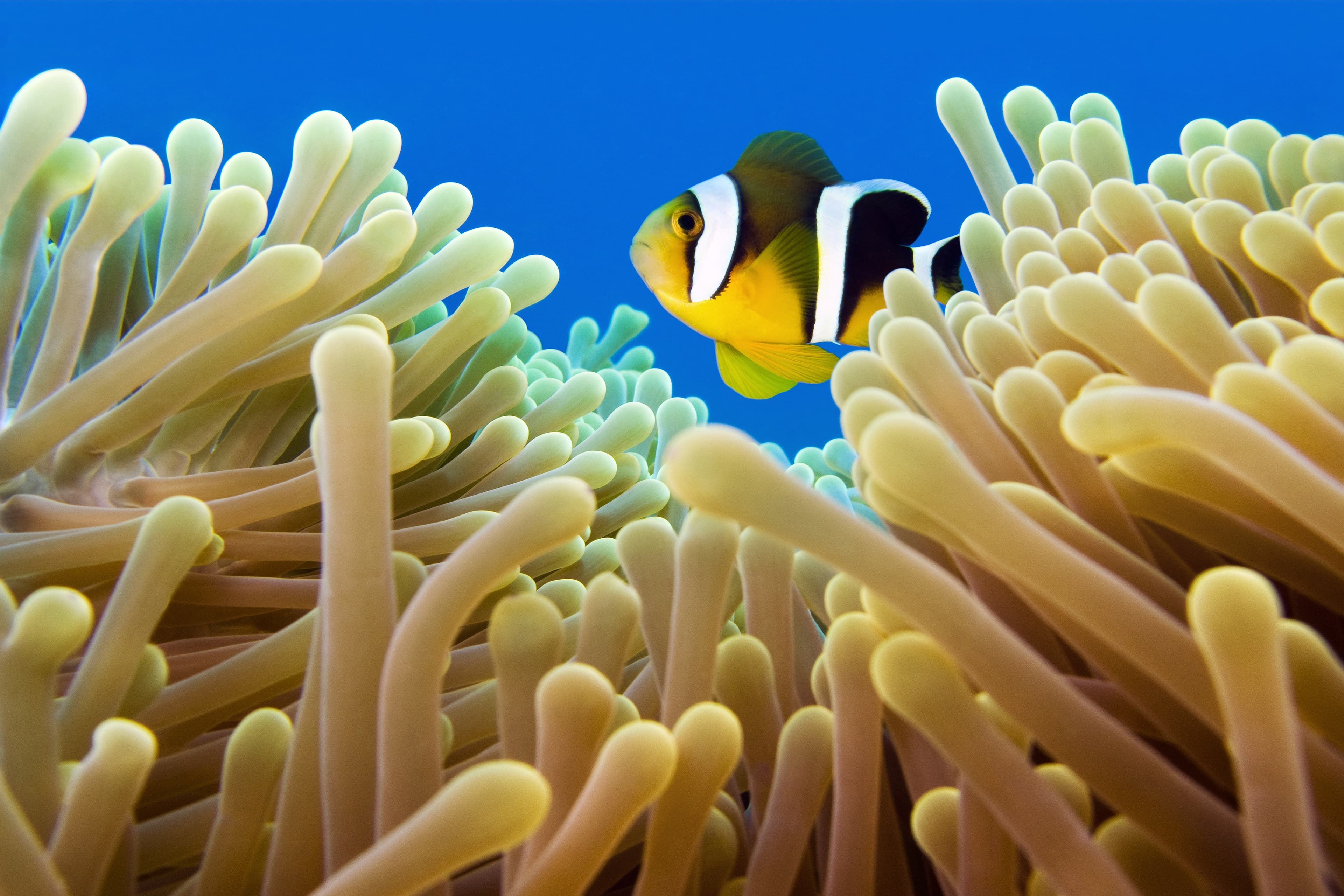 Mauritian Clownfish (Amphiprion chrysogaster)