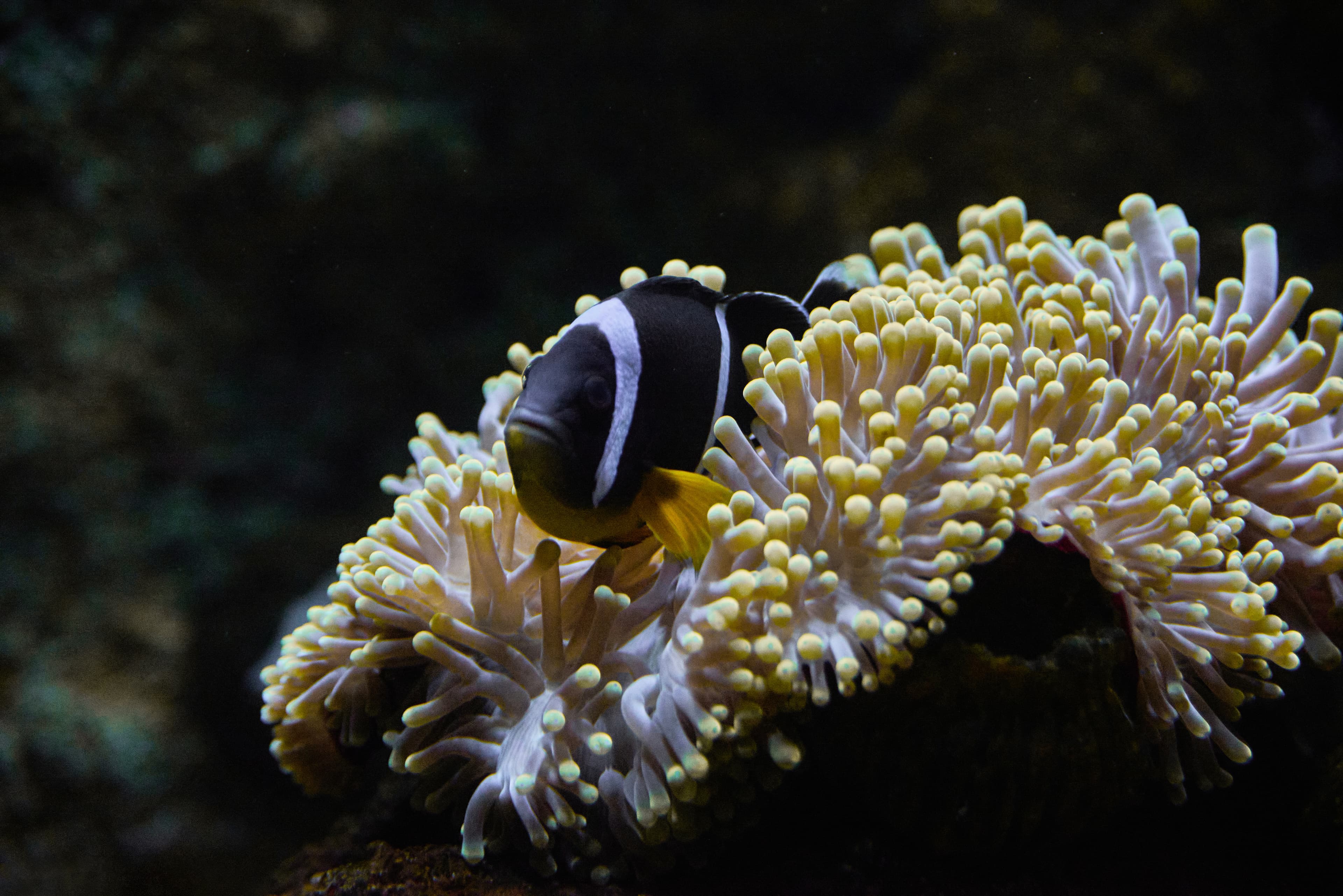 Mauritian Clownfish (Amphiprion chrysogaster) in sea anemone