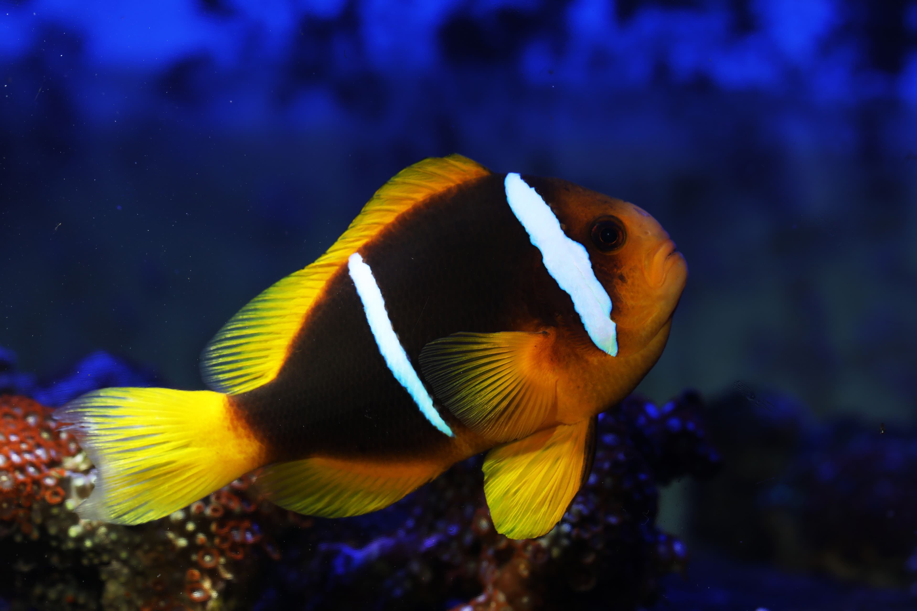 Orange-fin Anemonefish (Amphiprion chrysopterus)