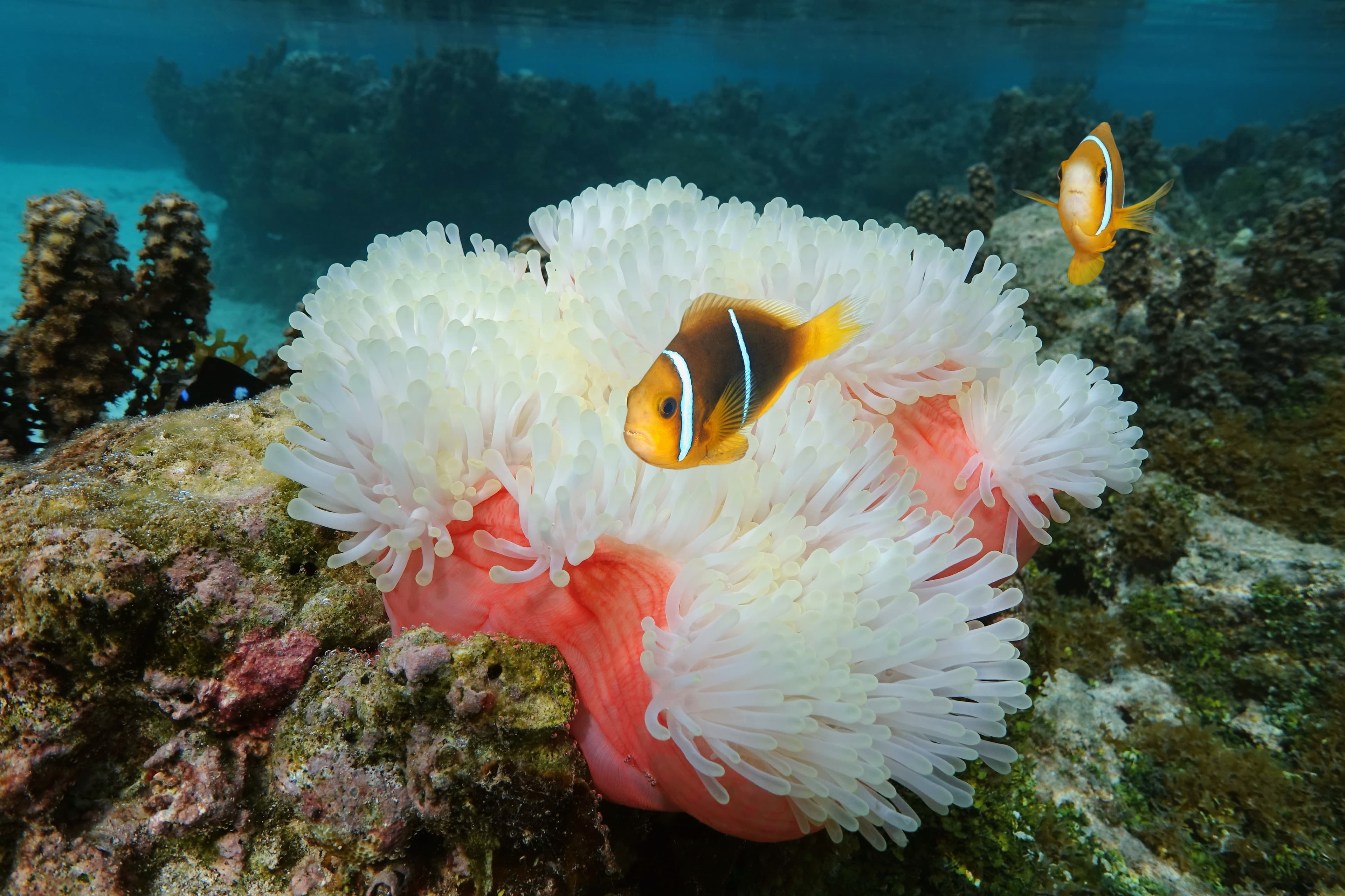 Heteractis magnifica with Orange-fin Anemonefish (Amphiprion chrysopterus), underwater in the Pacific ocean, Moorea, French Polynesia, Oceania