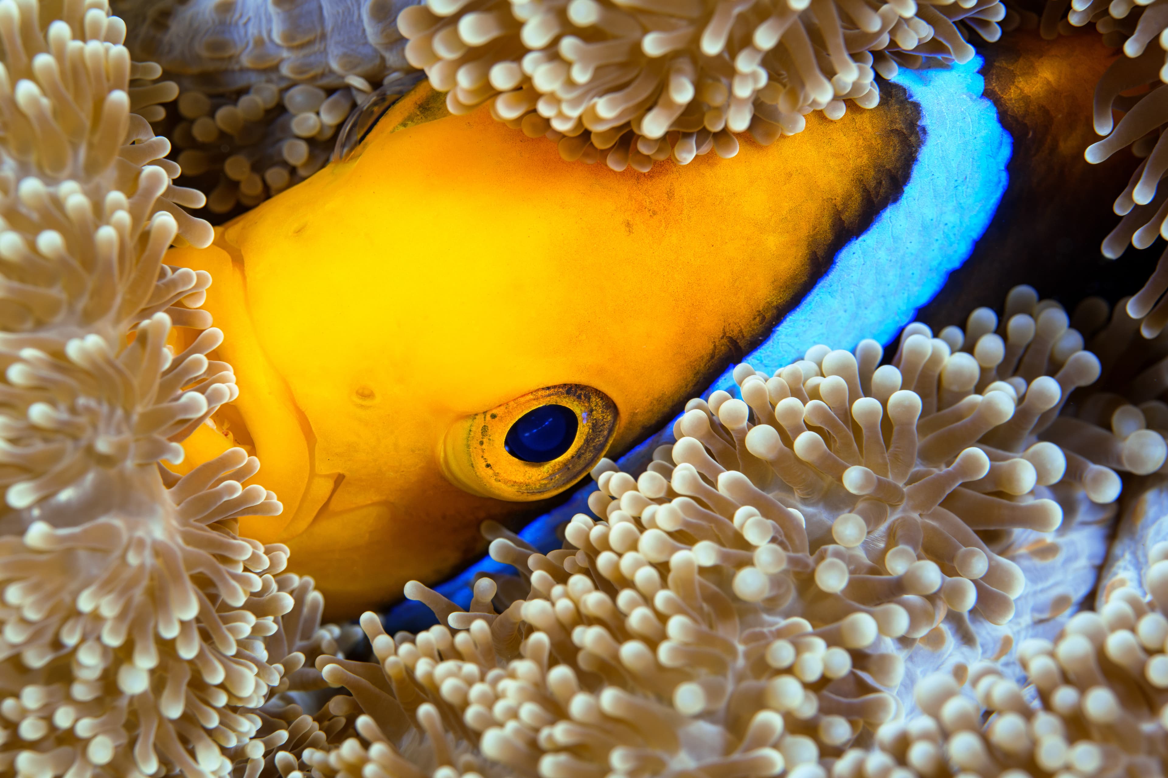 An Orange-Fin Anemonefish peeks out of it's host anemone