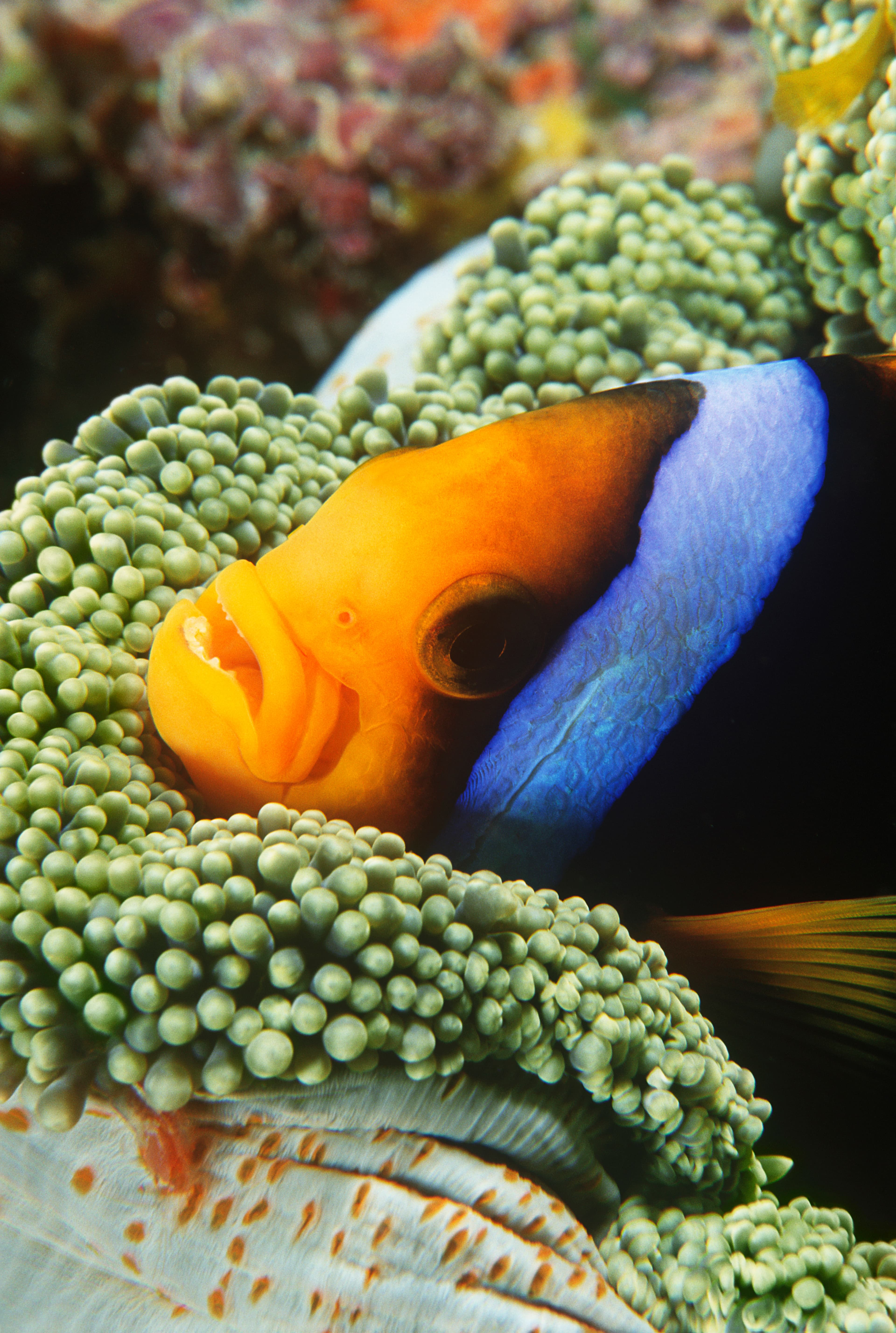 Orange-fin Anemonefish (Amphiprion chrysopterus)