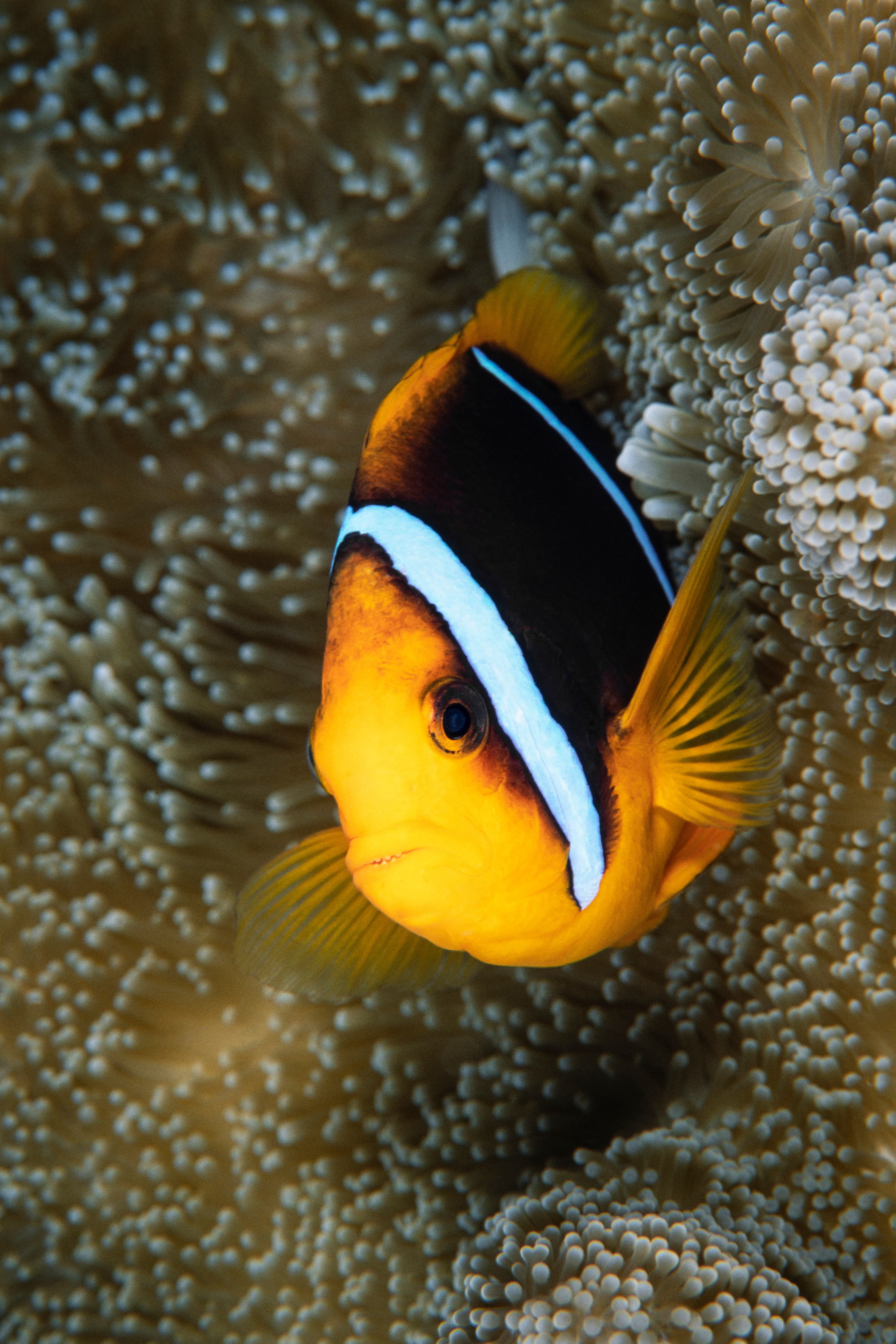 Orange-fin Anemonefish (Amphiprion chrysopterus), Yap Island, Micronesia