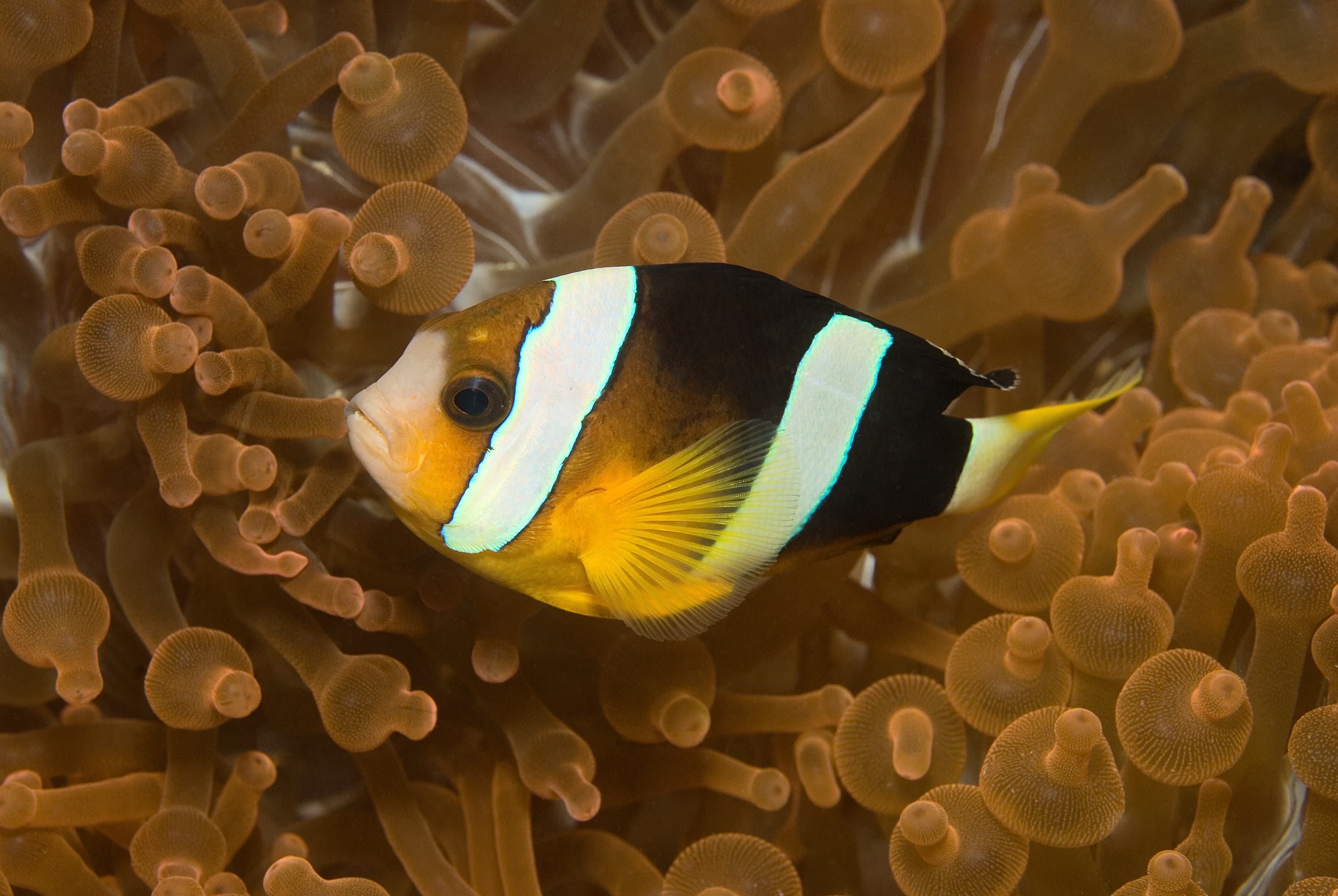 Clark’s anemonefish (Amphiprion clarkii) near Kapalai, Malaysia