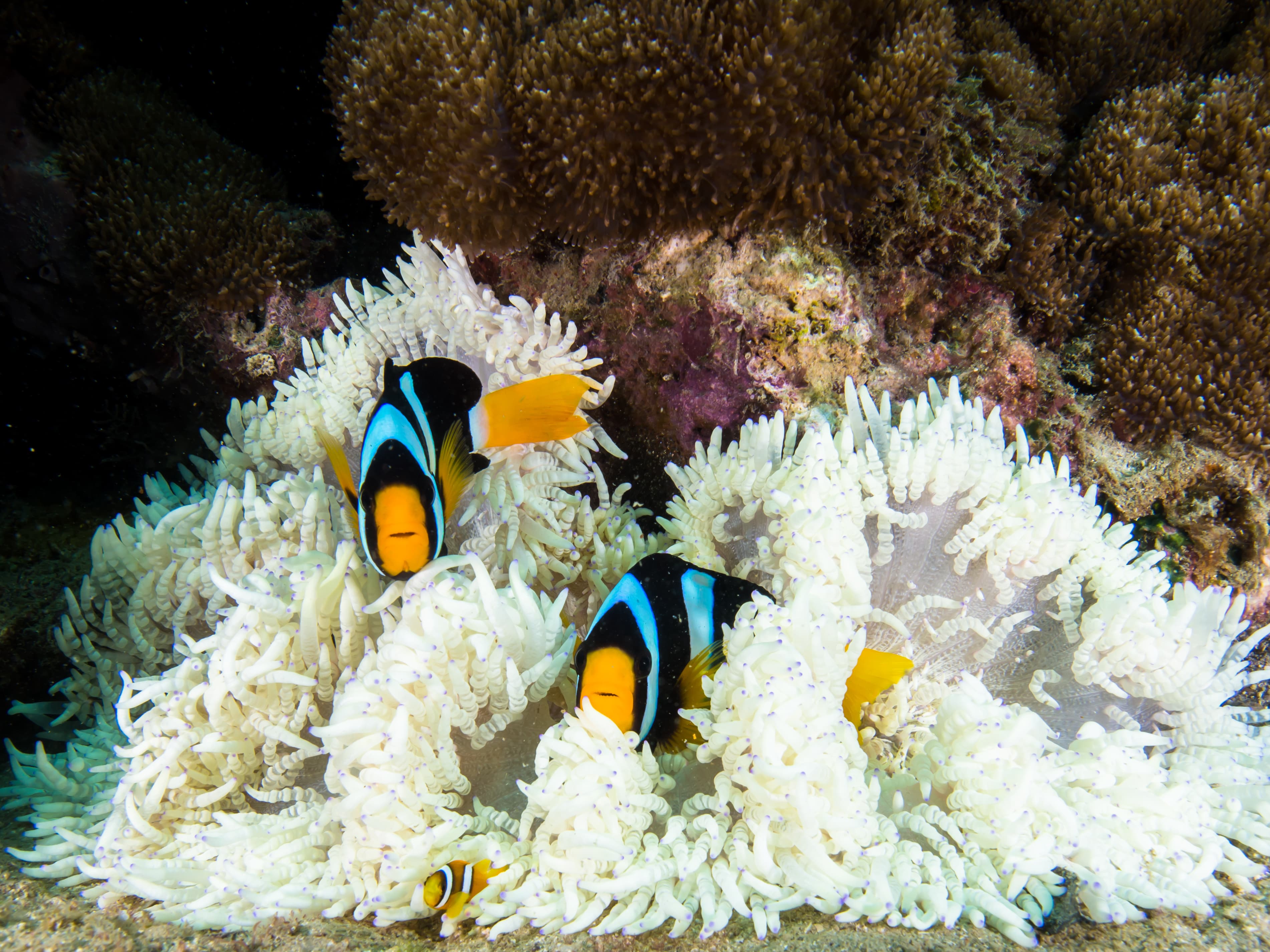 Clark's Anemonefish (Amphiprion clarkii)