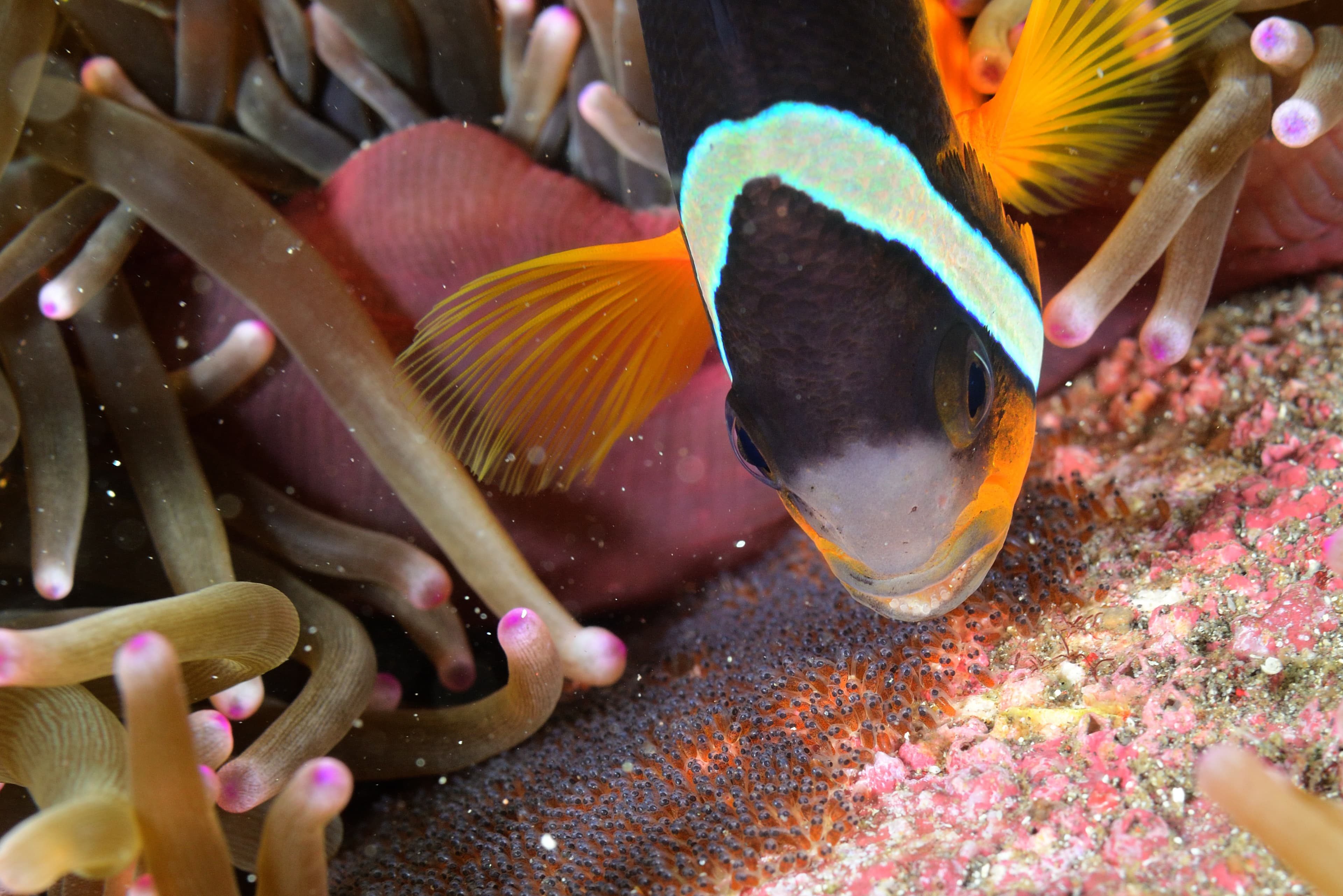 Clarkii Clownfish (Amphiprion clarkii) with eggs