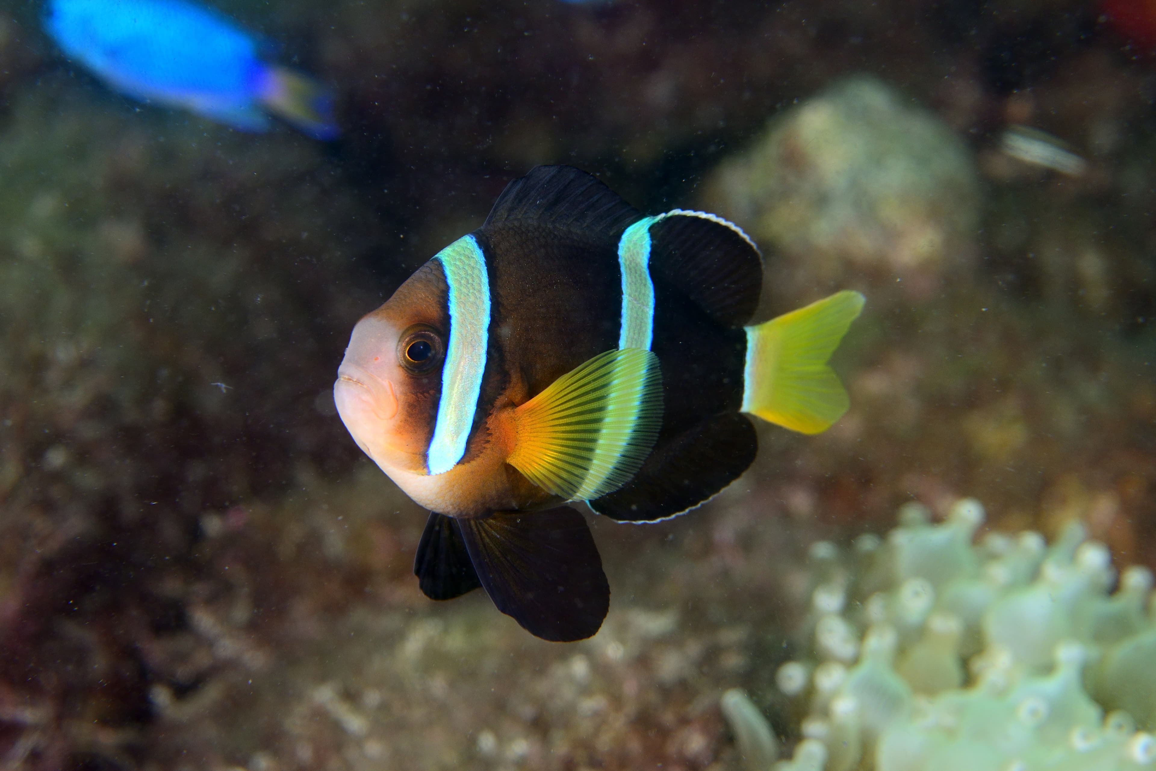 Clarkii Clownfish (Amphiprion clarkii)