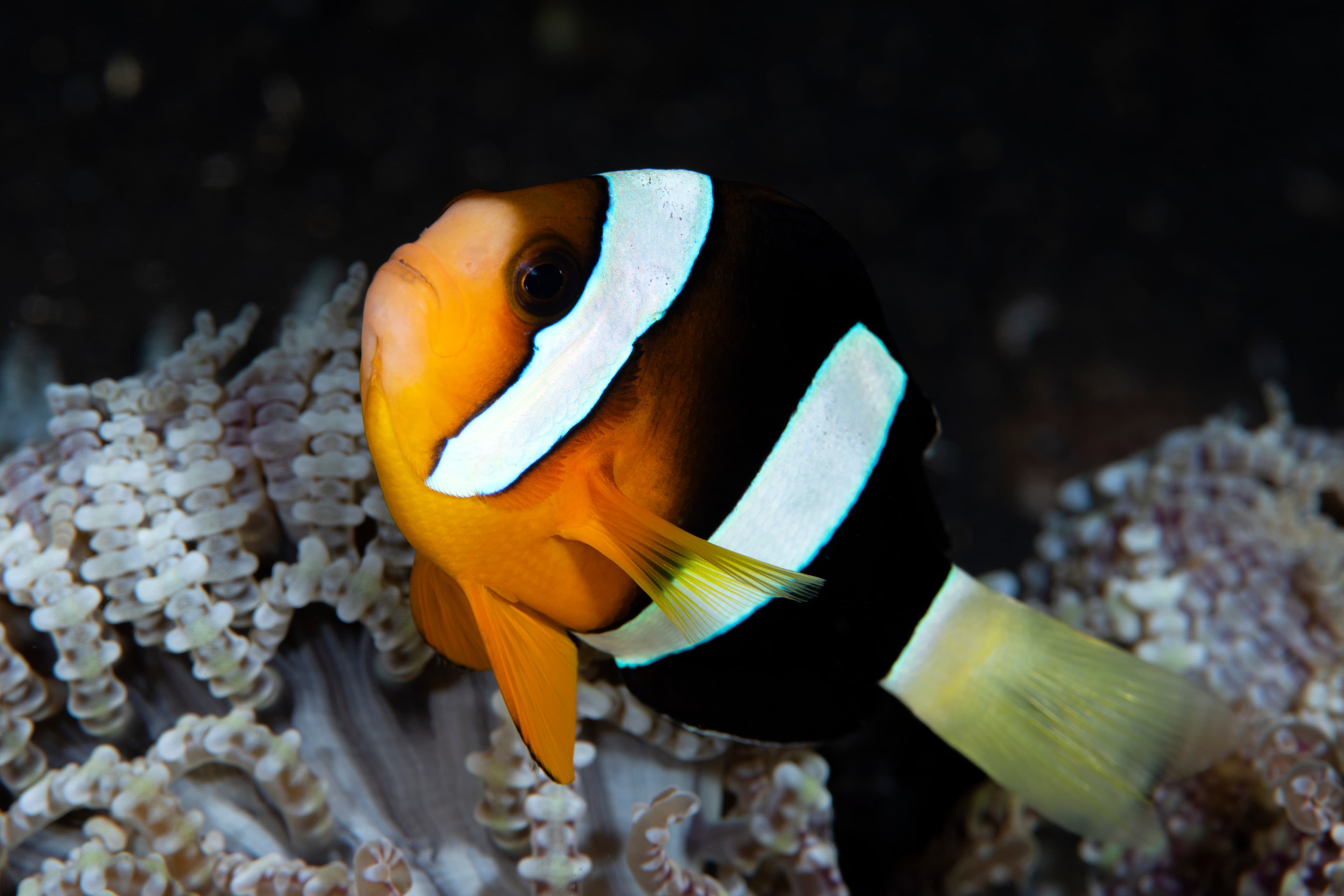 Clarkii Clownfish (Amphiprion clarkii), Tulamben, Bali, Indonesia