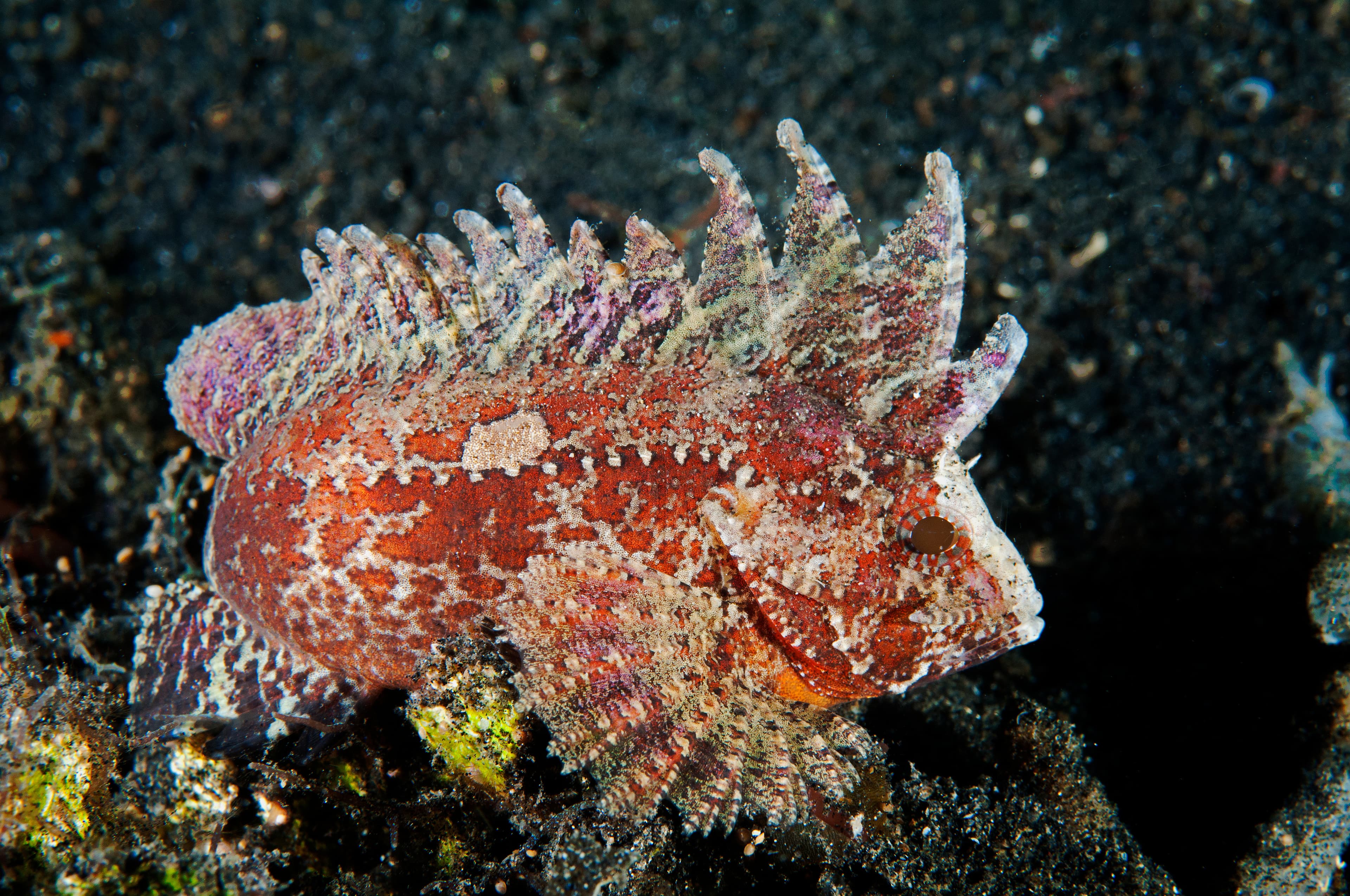 Wispy Waspfish (Paracentropogon longispinis), Sulawesi Indonesia