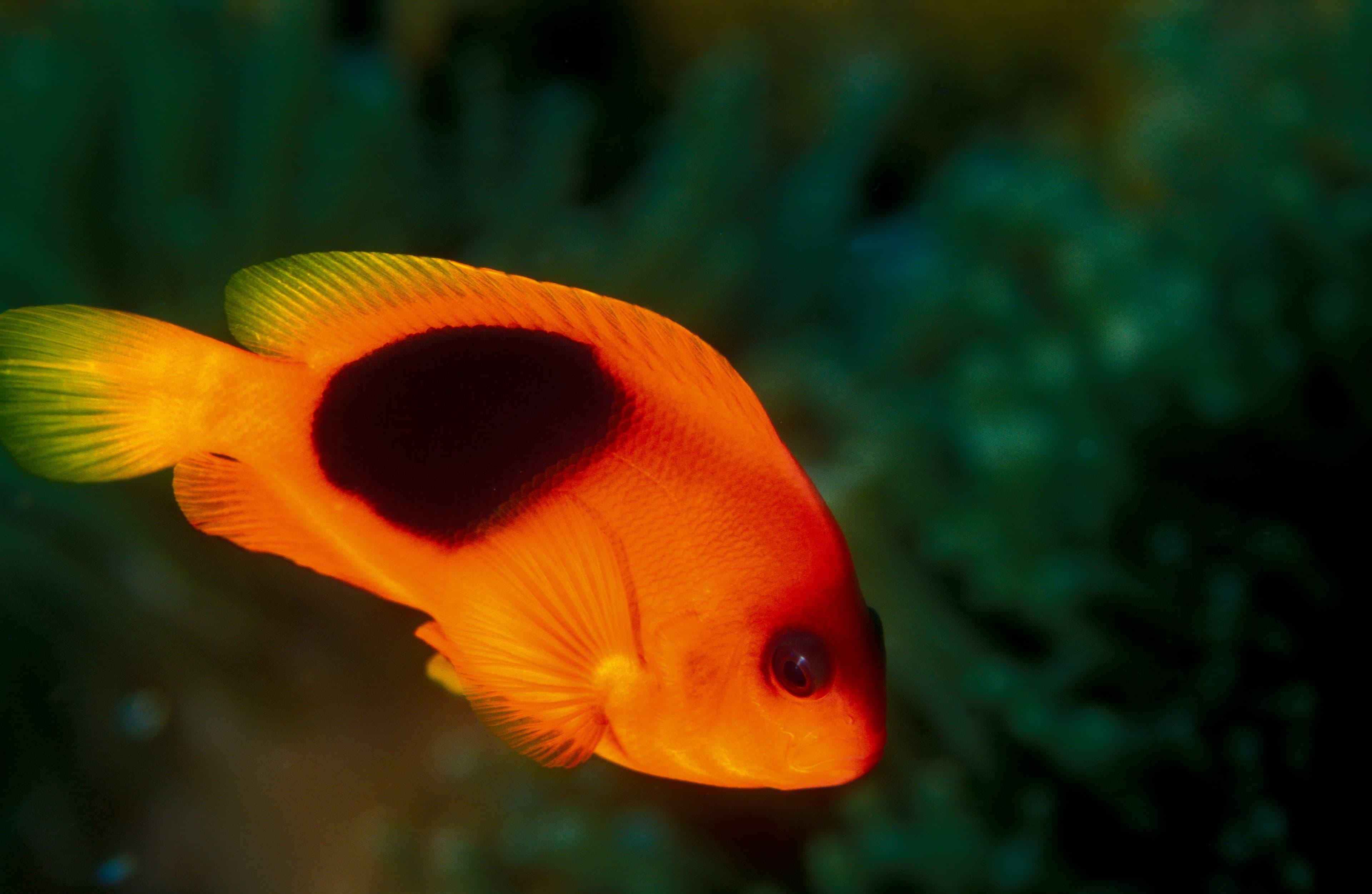 Red Saddleback Anemonefish (Amphiprion ephippium), Similan Islands Thailand