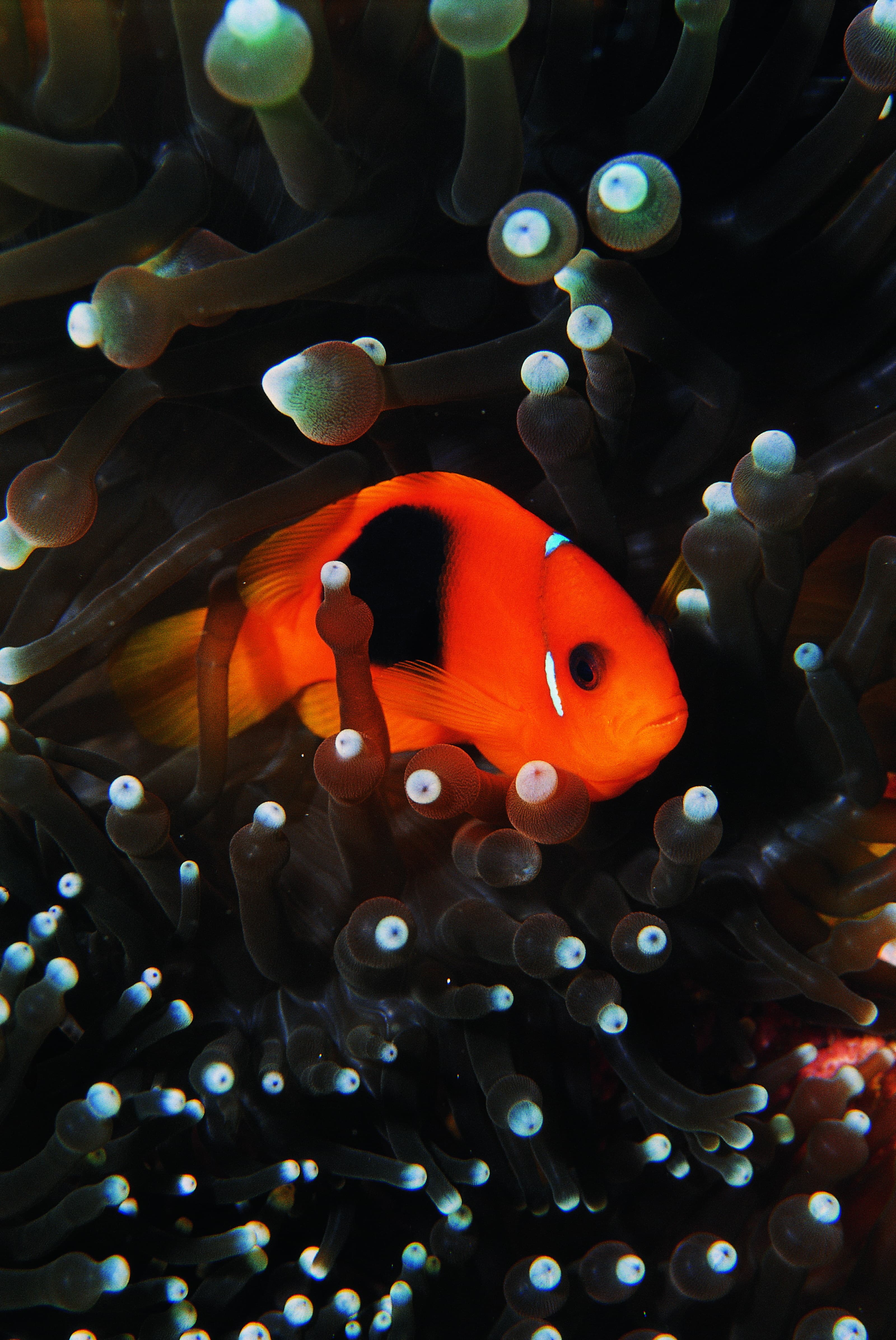 Red Saddleback Anemonefish (Amphiprion ephippium), found in southern parts of the Pacific Ocean