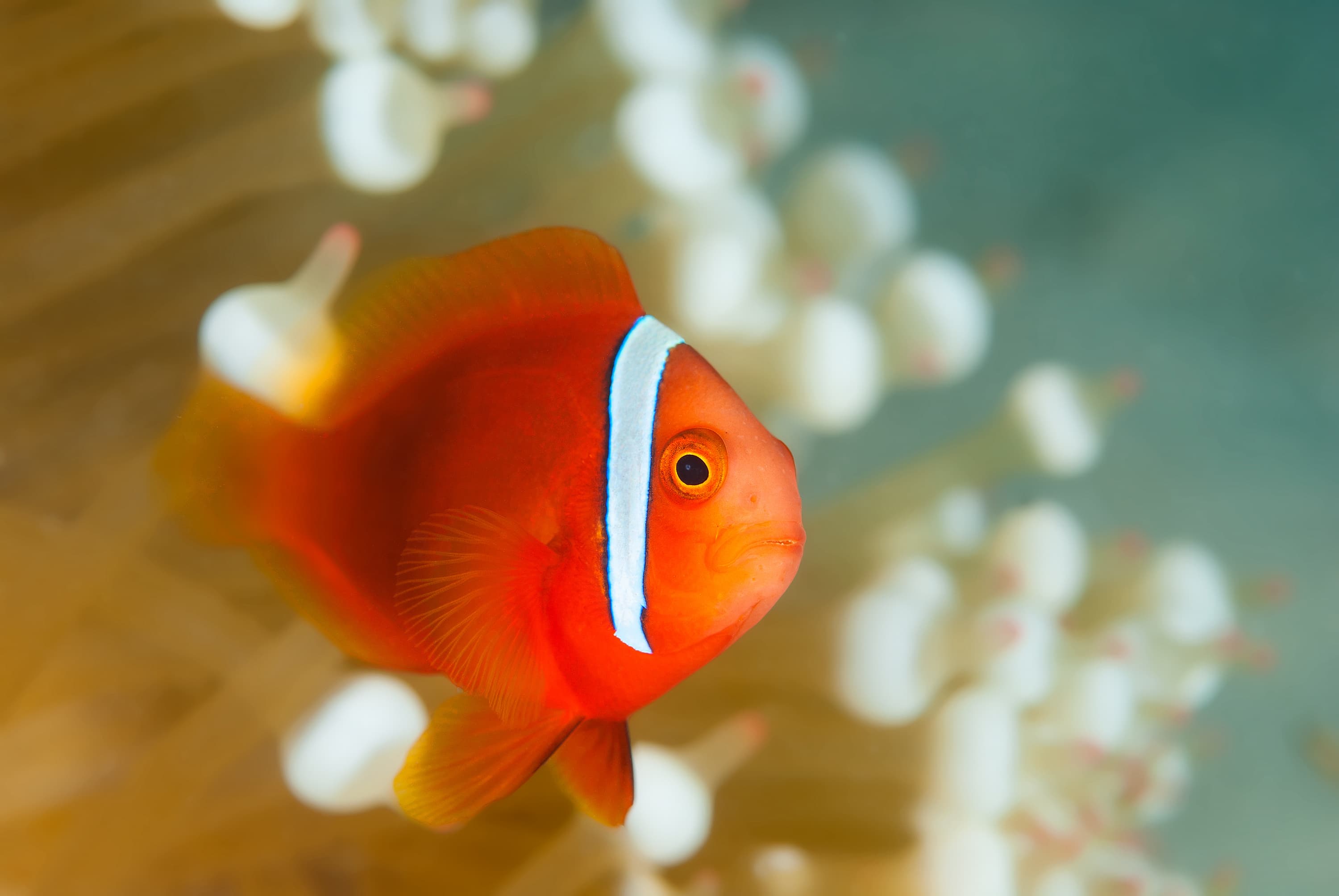 Juvenile Tomato Clownfish (Amphiprion frenatus) swimming among the tentacles of its host anemone in Layang Layang, Malaysia