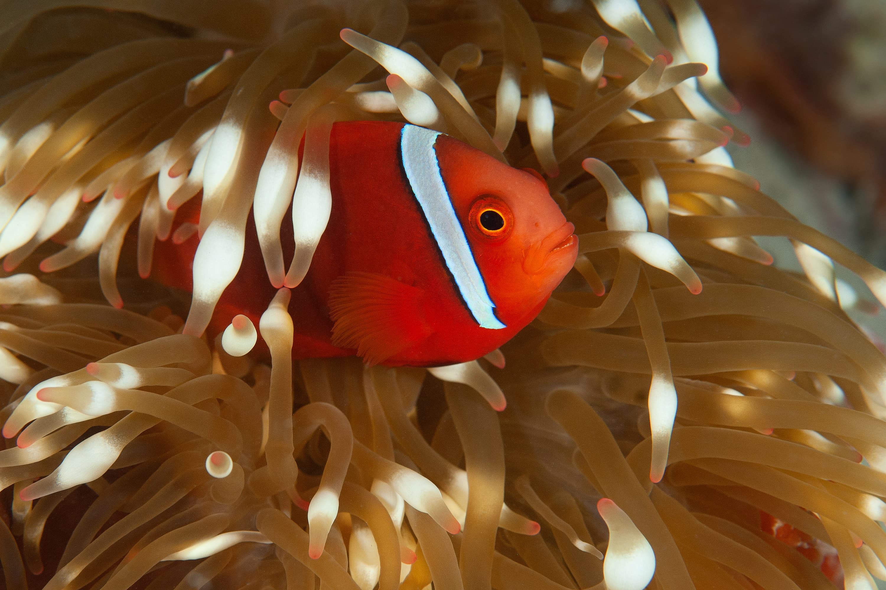 Tomato Clownfish (Amphiprion frenatus) swimming among the tentacles of its host anemone in Layang Layang, Malaysia