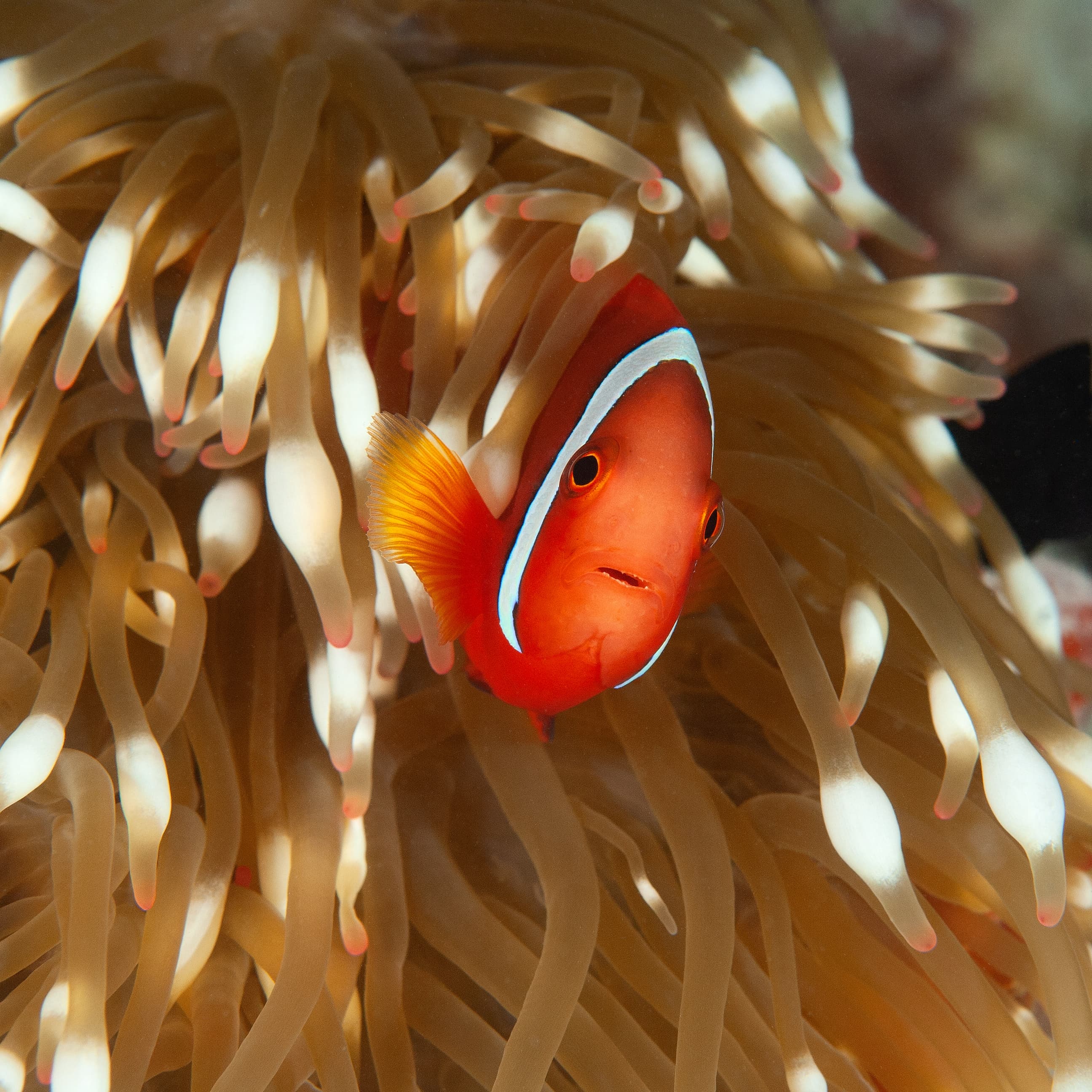 Tomato Clownfish (Amphiprion frenatus) peeking out of its anemone in Layang Layang, Malaysia