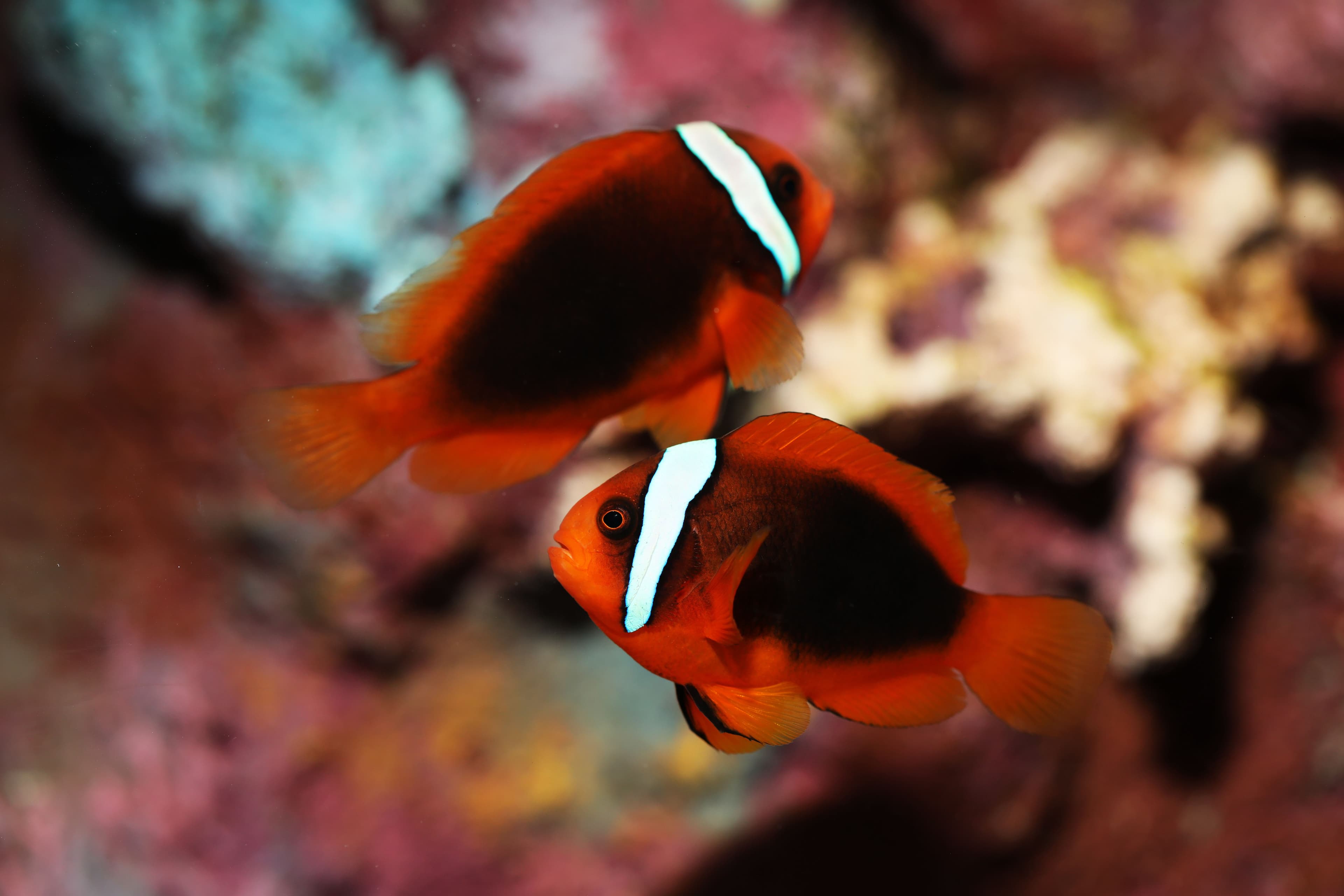 A pair of Tomato Clownfish (Amphiprion frenatus)