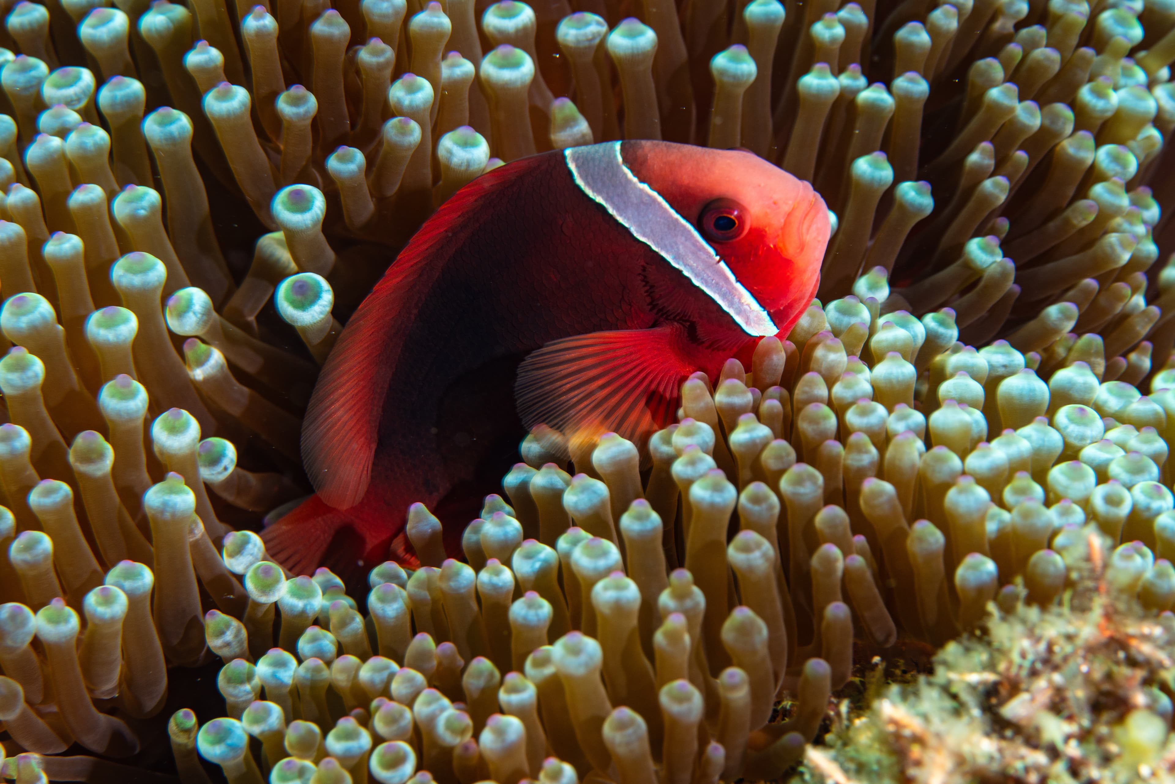 Tomato Clownfish (Amphiprion frenatus)