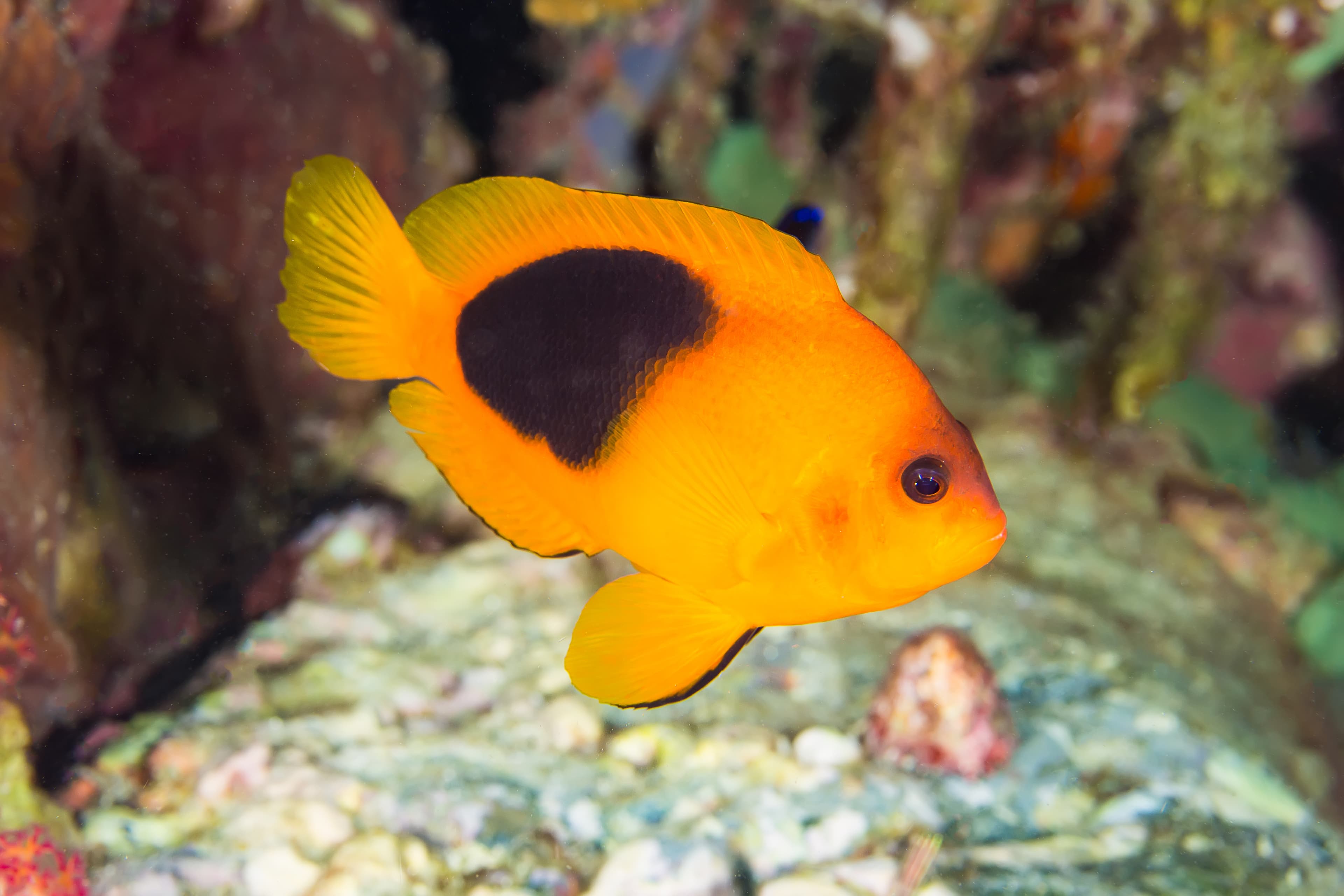 Red Saddleback Anemonefish (Amphiprion ephippium)