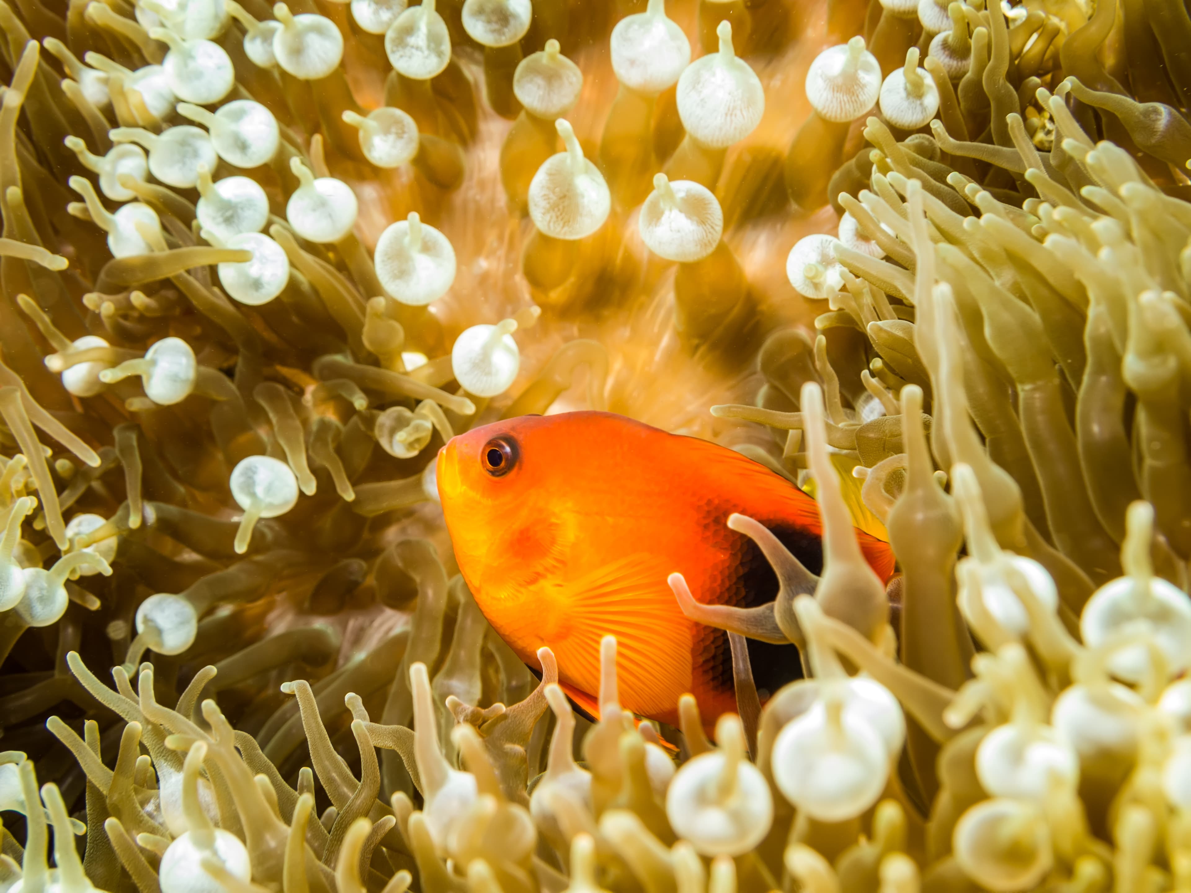 Red Saddleback Anemonefish (Amphiprion ephippium) in anemone