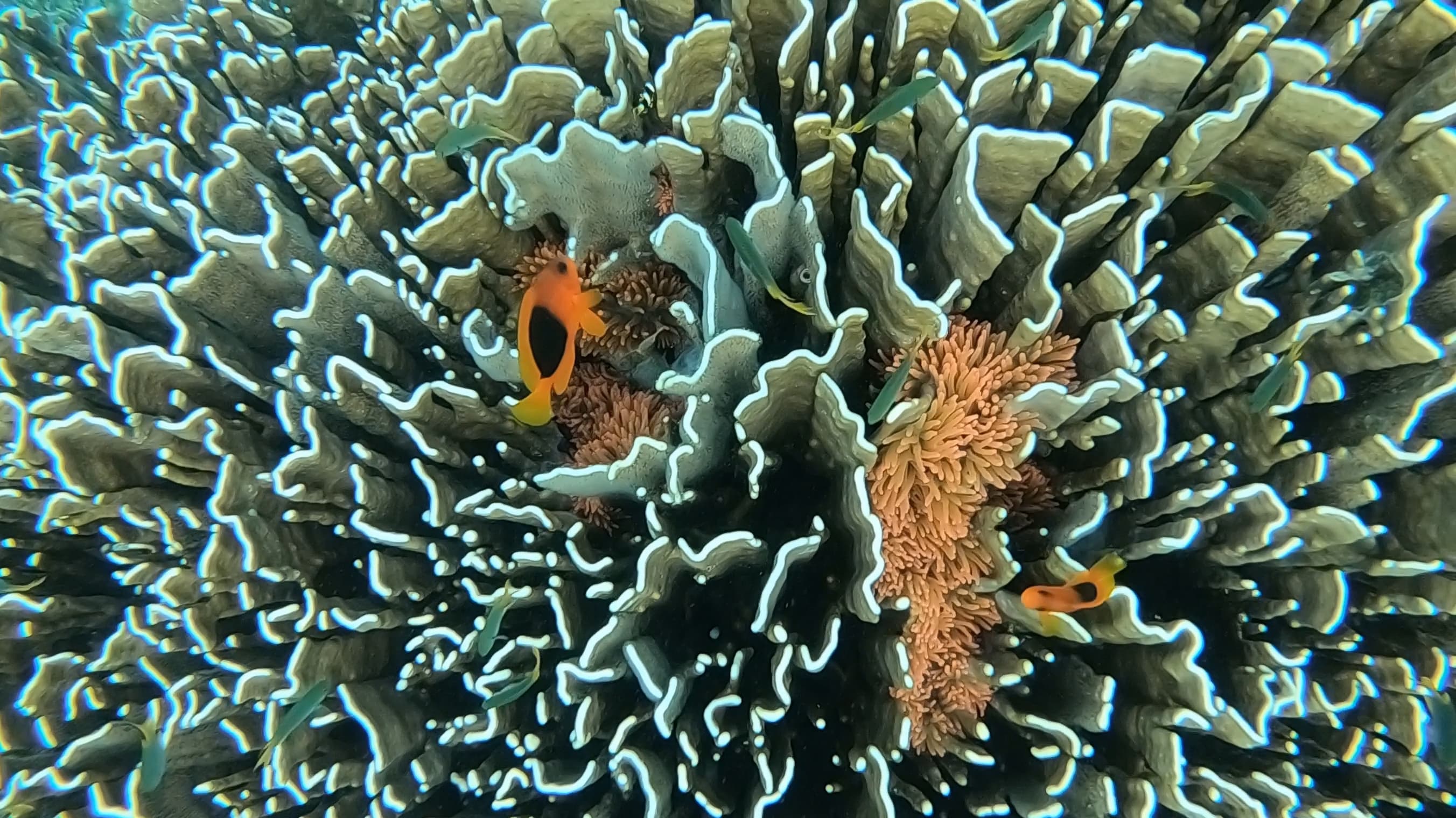 Two Red Saddleback Anemonefishes swim around their orange sea anemone which located in the middle of hard corals at Nyaung Oo Phee islands, Myanmar