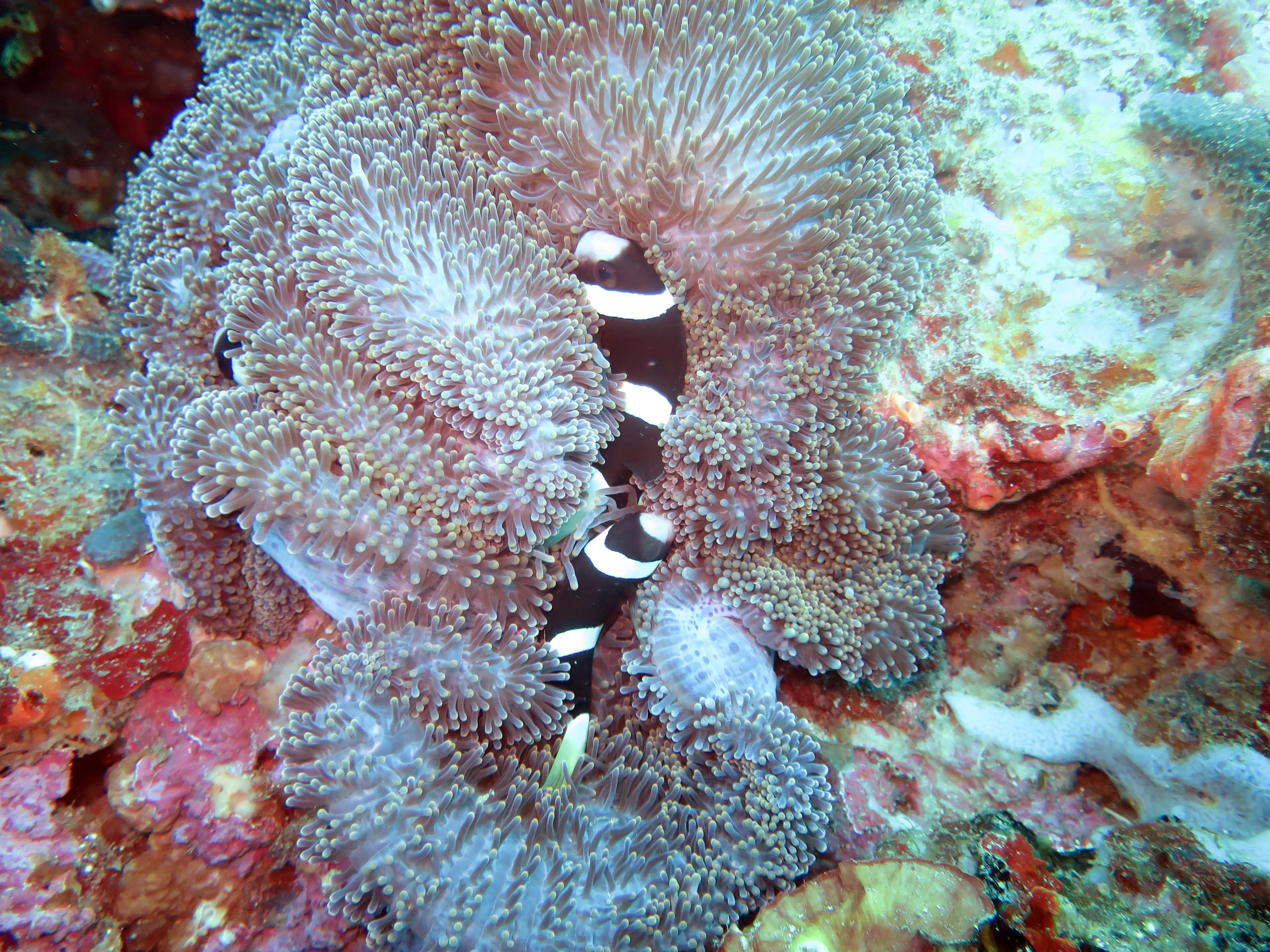 Wideband Anemonefish (Amphiprion latezonatus)