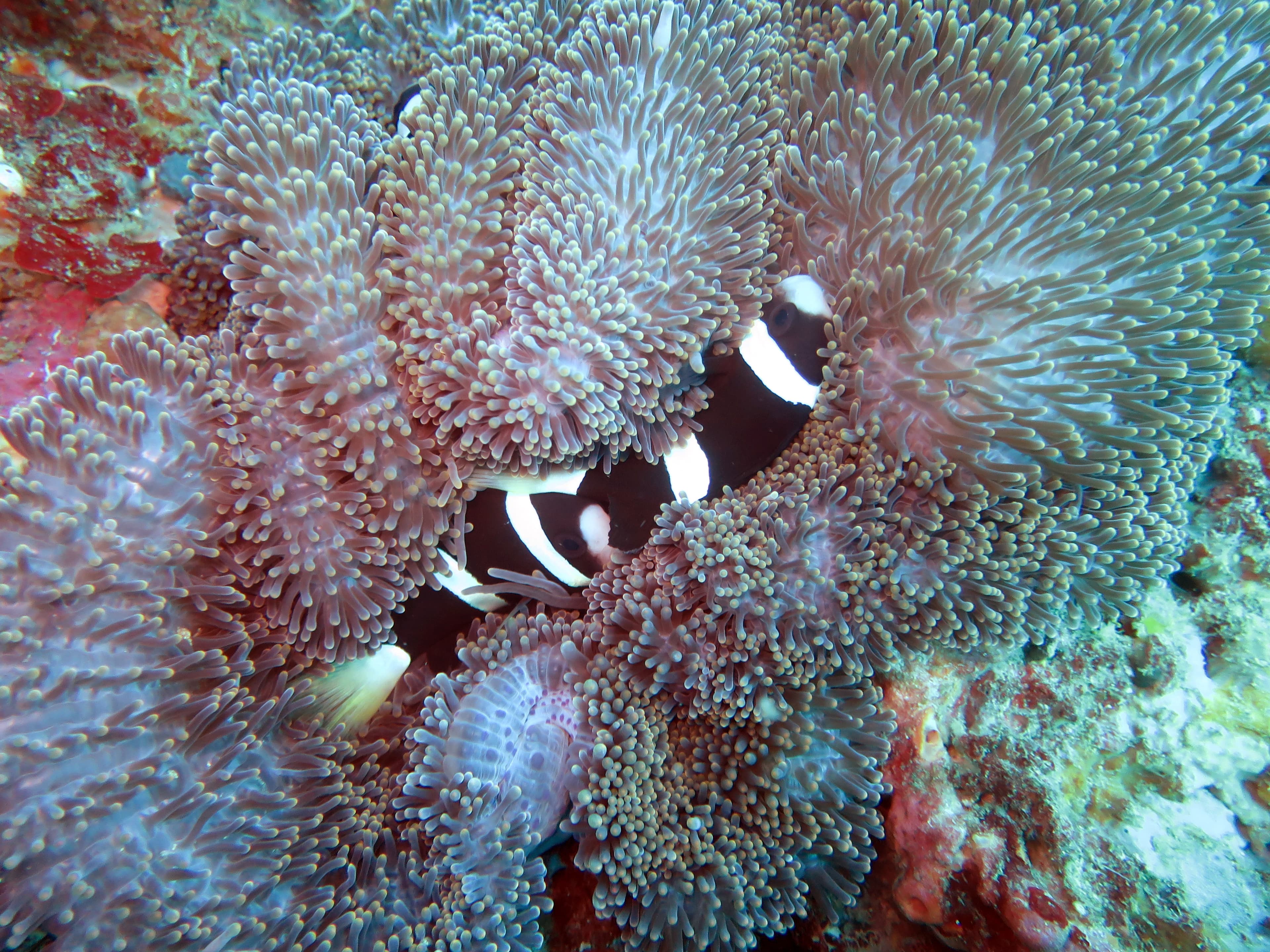 Wideband Anemonefish (Amphiprion latezonatus)