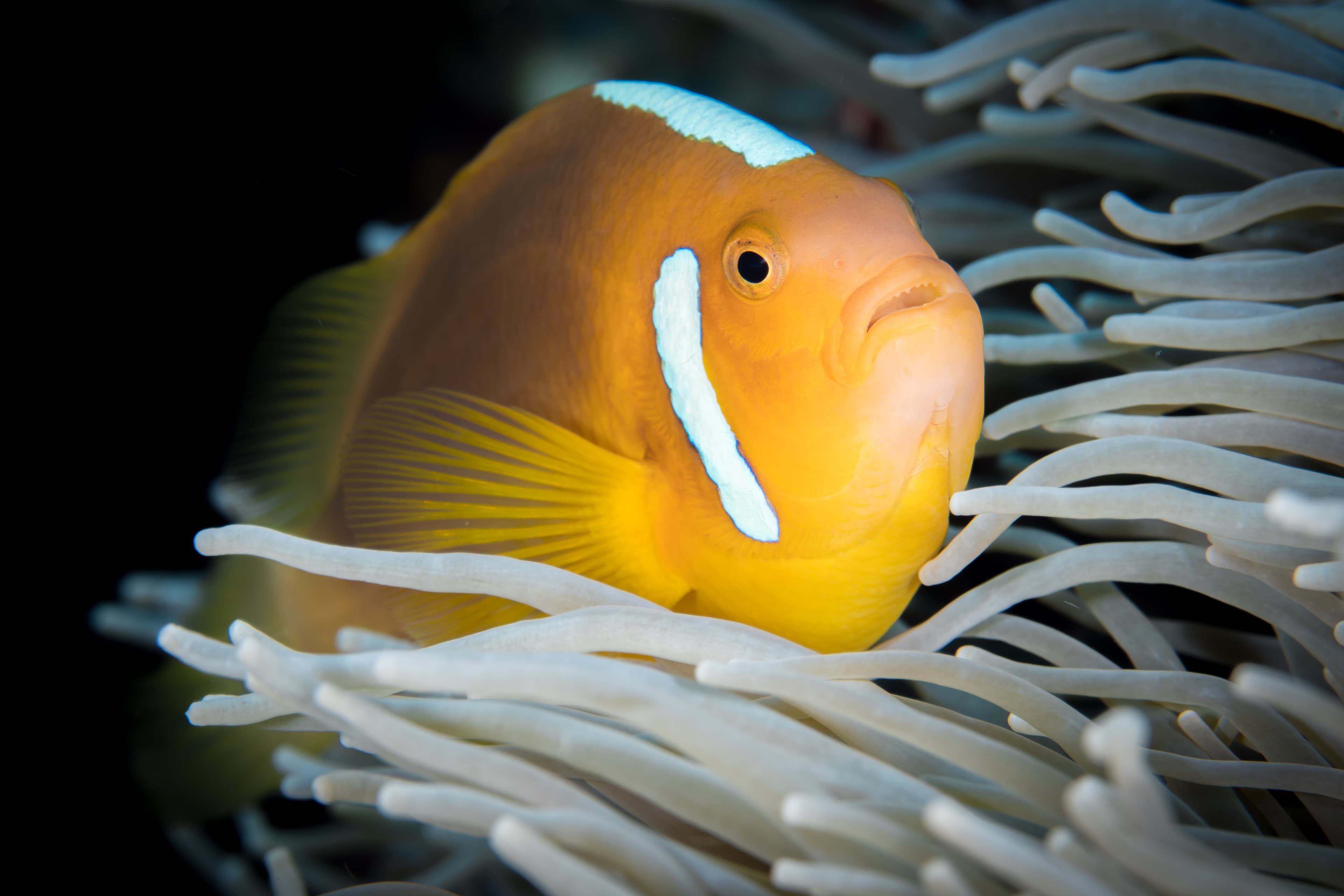 Whitebonnet Anemonefish (Amphiprion leucokranos) swimming in front of anemone in Papua New Guinea coral reef