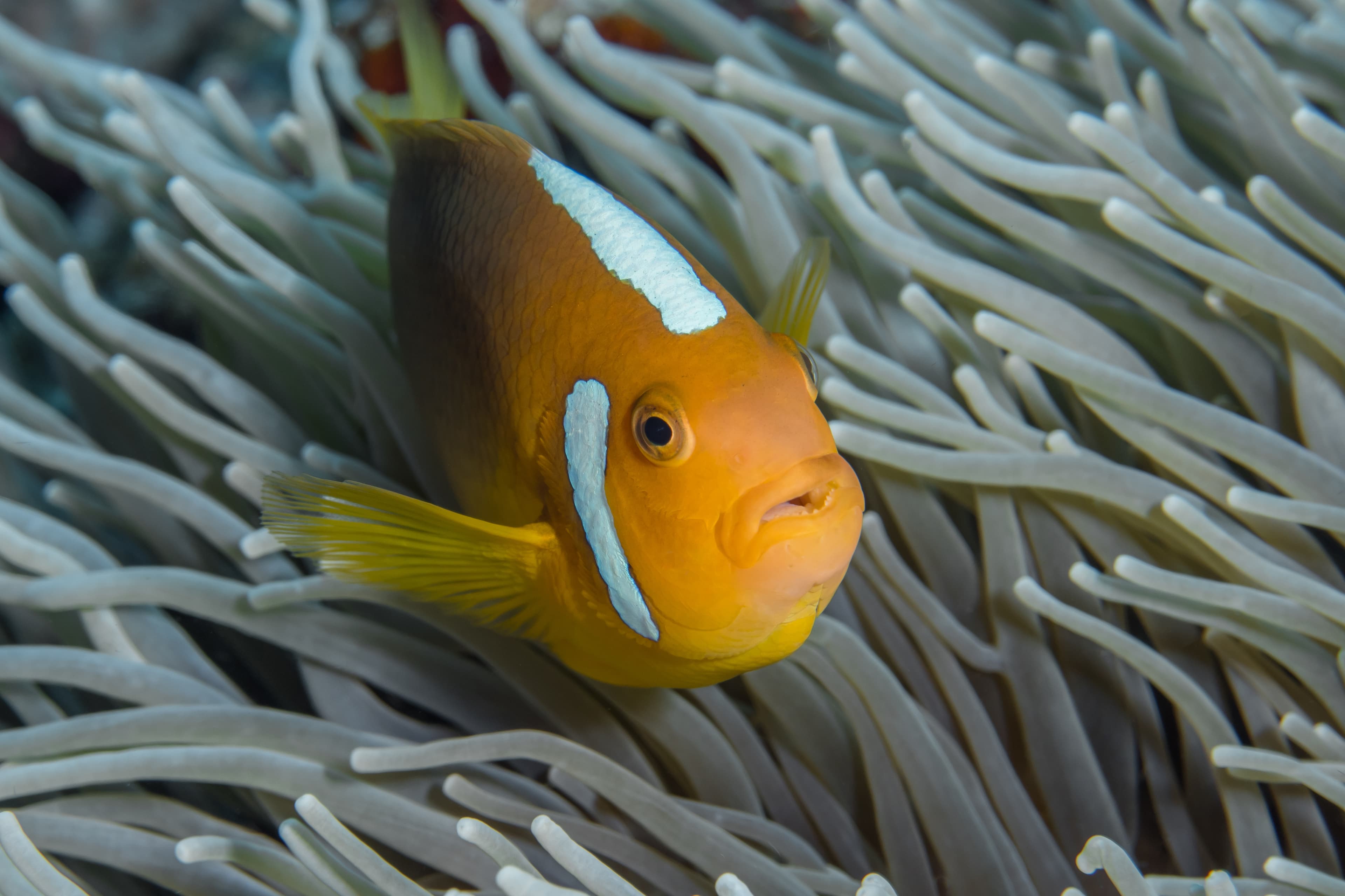 Whitebonnet Anemonefish (Amphiprion leucokranos) swimming in front of anemone in Papua New Guinea coral reef