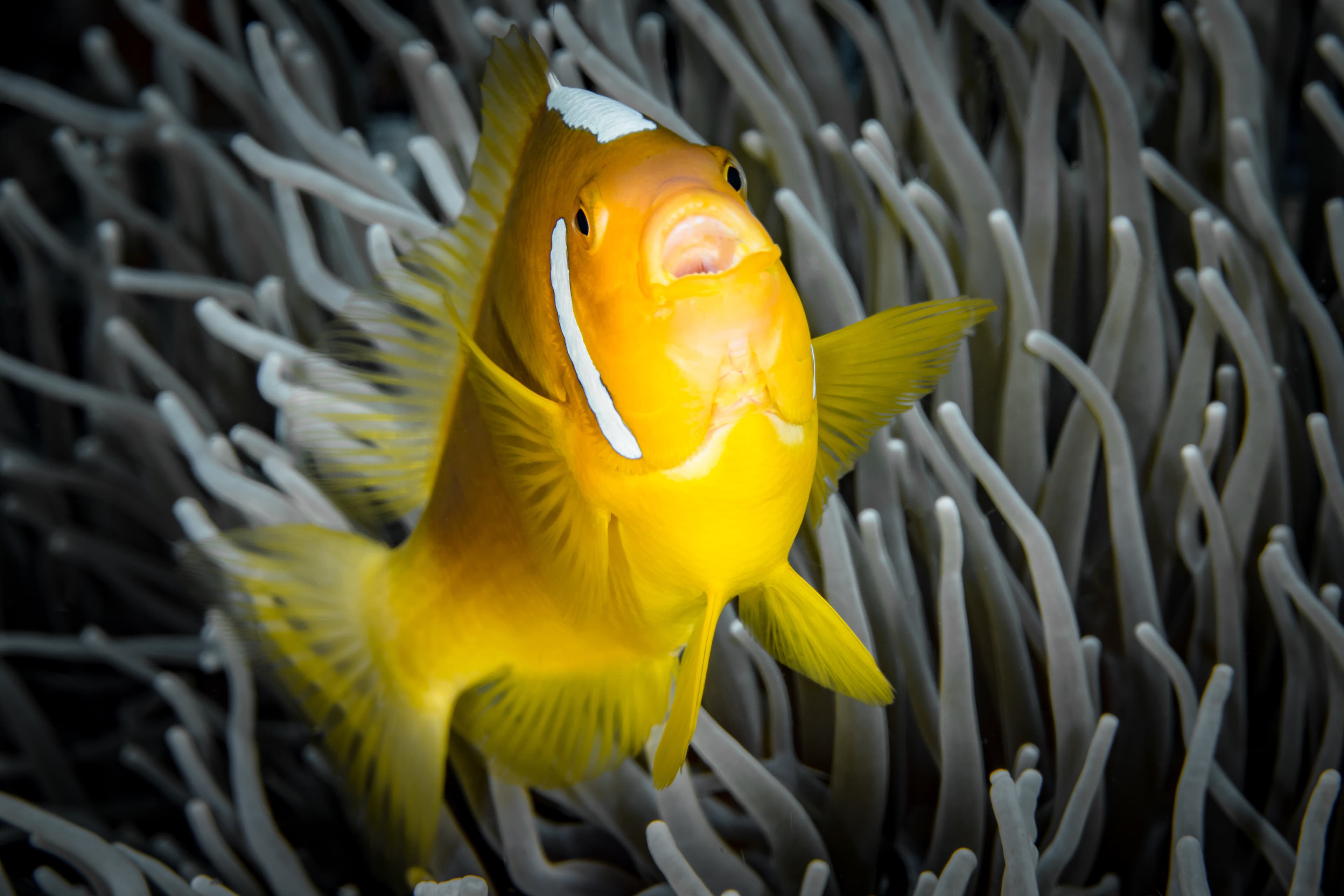 Whitebonnet Anemonefish (Amphiprion leucokranos) swimming in front of anemone in Papua New Guinea coral reef